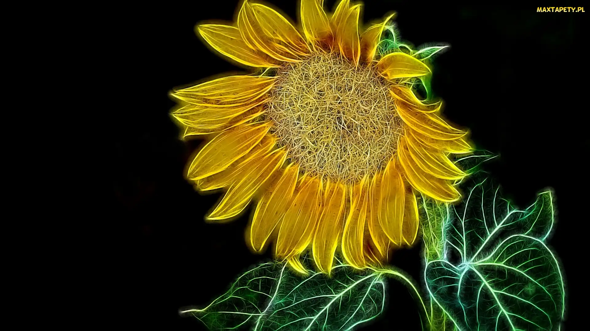 Fractalius, Tło, Słonecznik, Kwiat, Liście, Czarne