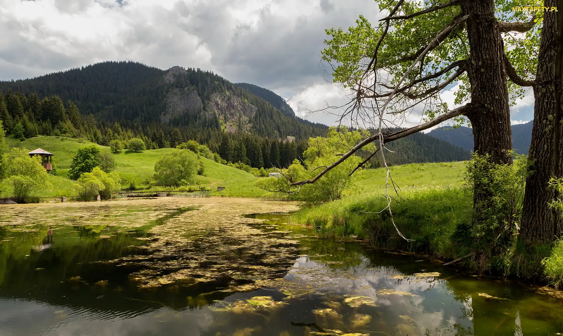 Góry, Drzewa, Staw, Altanka