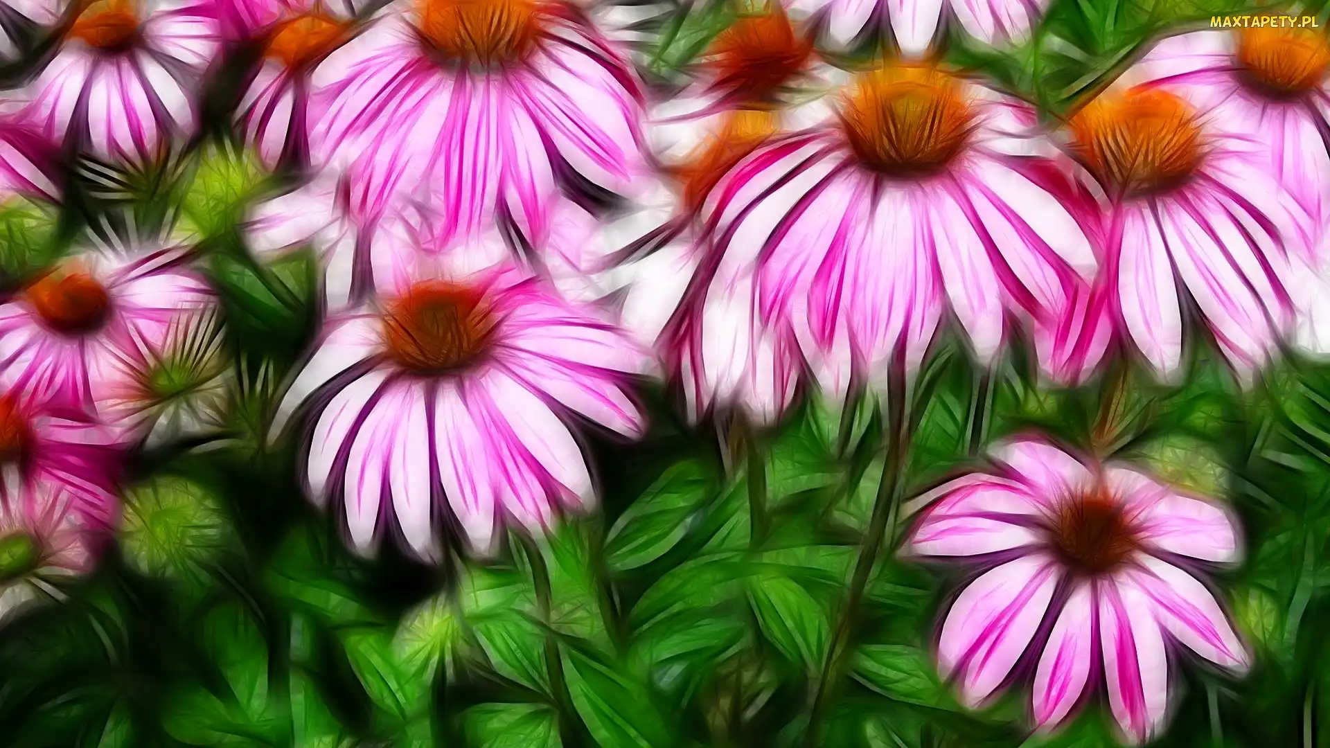 Jeżówki, Fractalius, Kwiaty