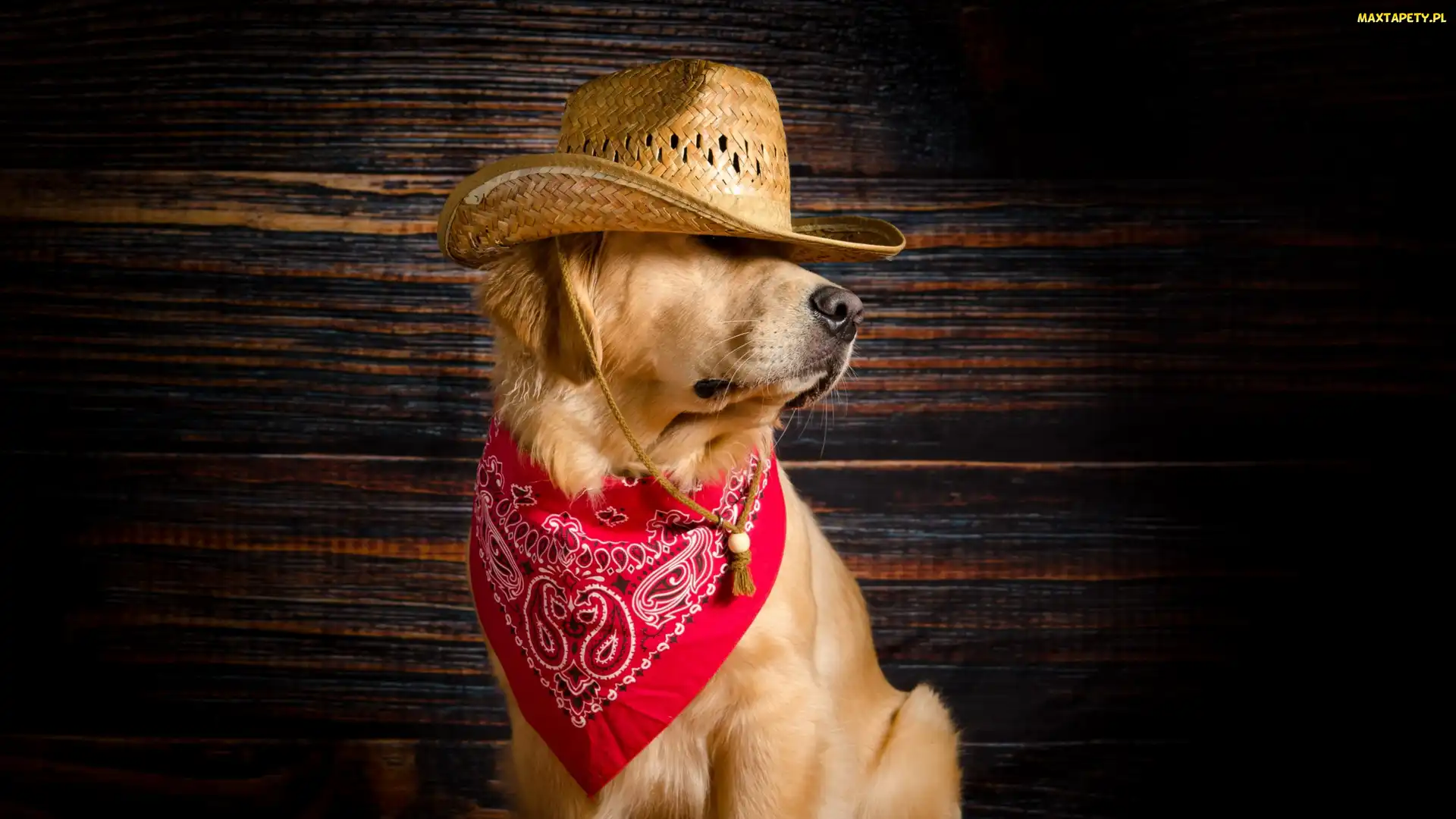 Golden retriver, Apaszka, Czerwona, Kapelusz, Pies
