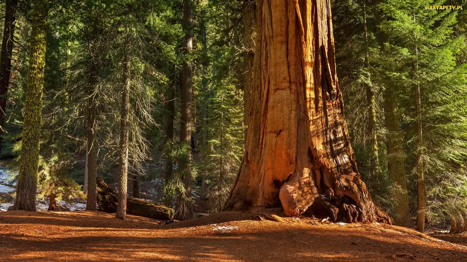 Stany Zjednoczone, Stan Kalifornia, Las, Park Narodowy Kings Canyon, Drzewa, Sekwoja