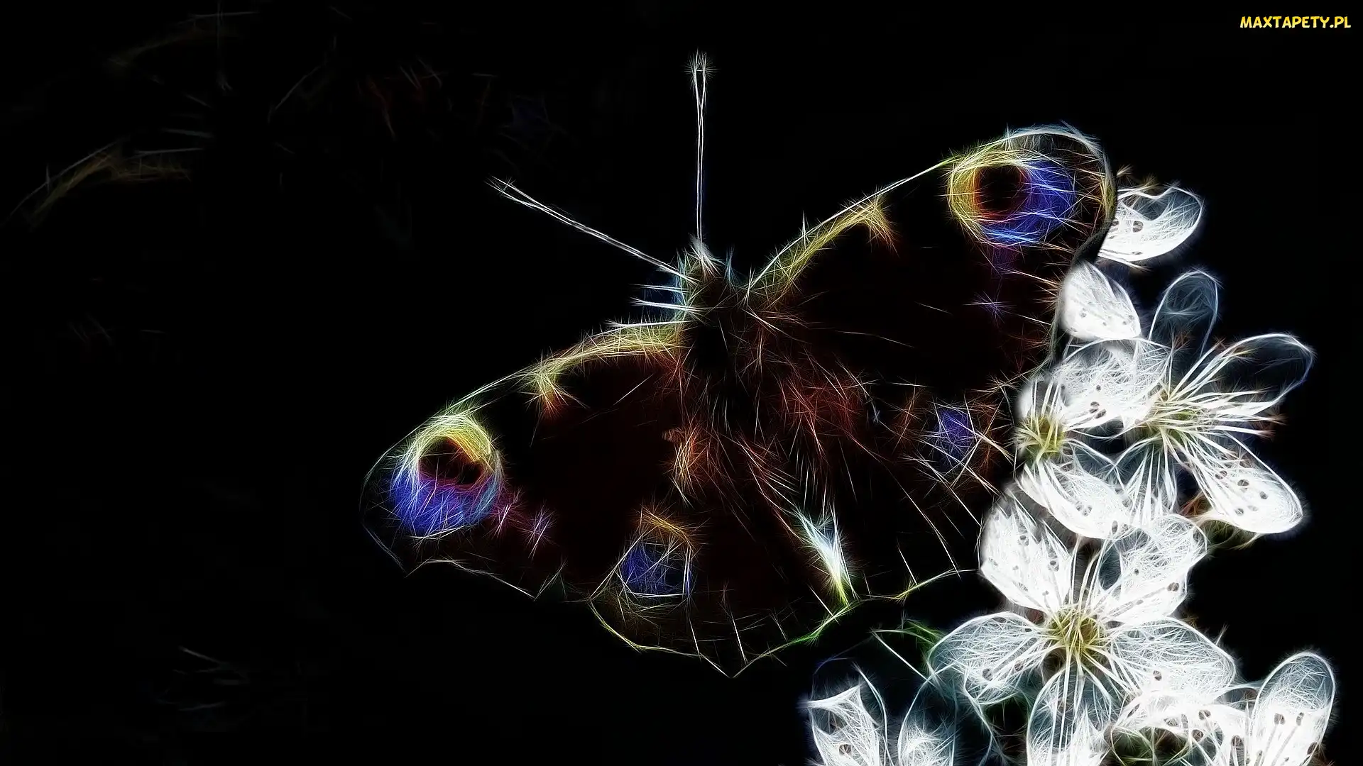 Fractalius, Tło, Białe, Motyl, Kwiaty, Czarne