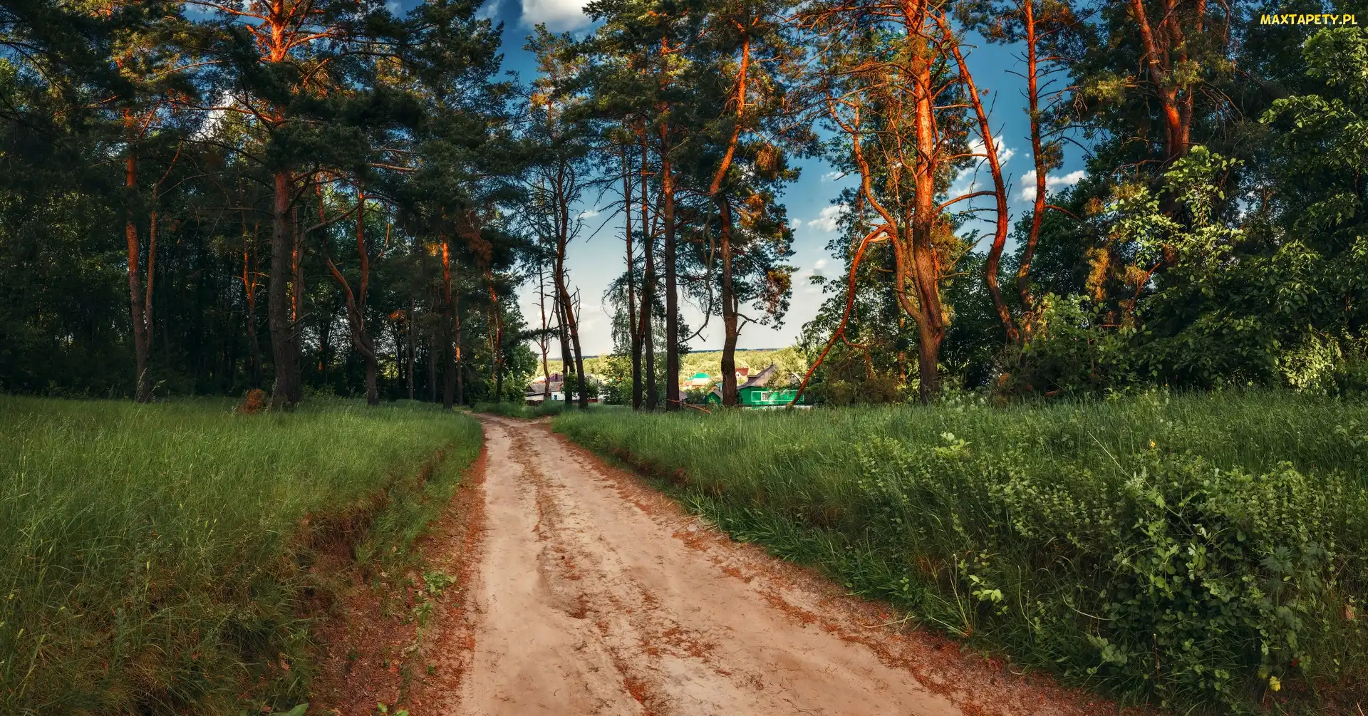 Piaszczysta, Domy, Drzewa, Las, Droga