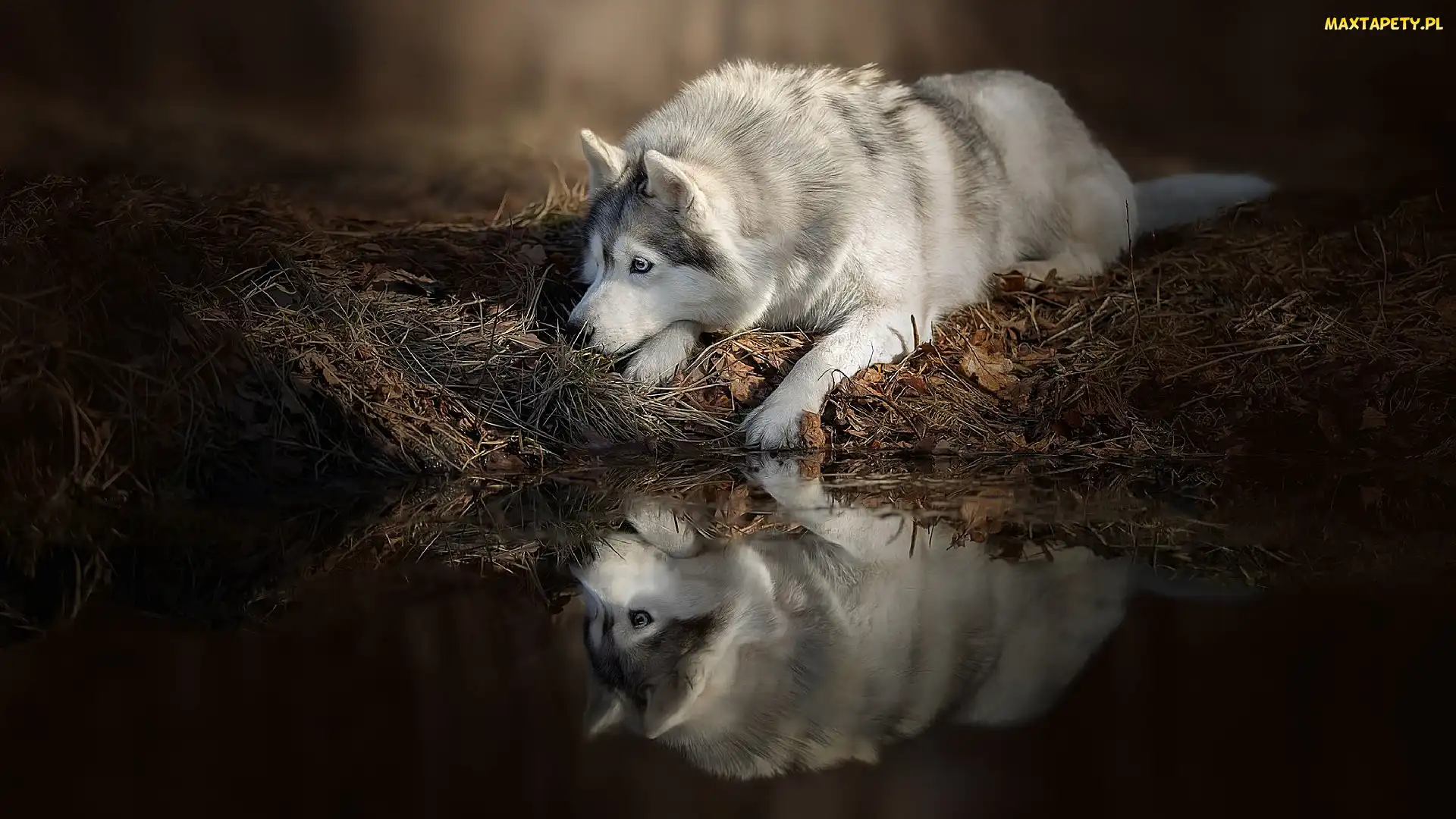 Pies, Odbicie, Siberian husky, Woda, Leżący