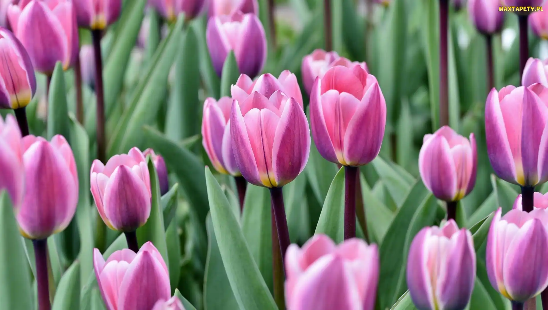 Różowe, Tulipany, Kwitnące