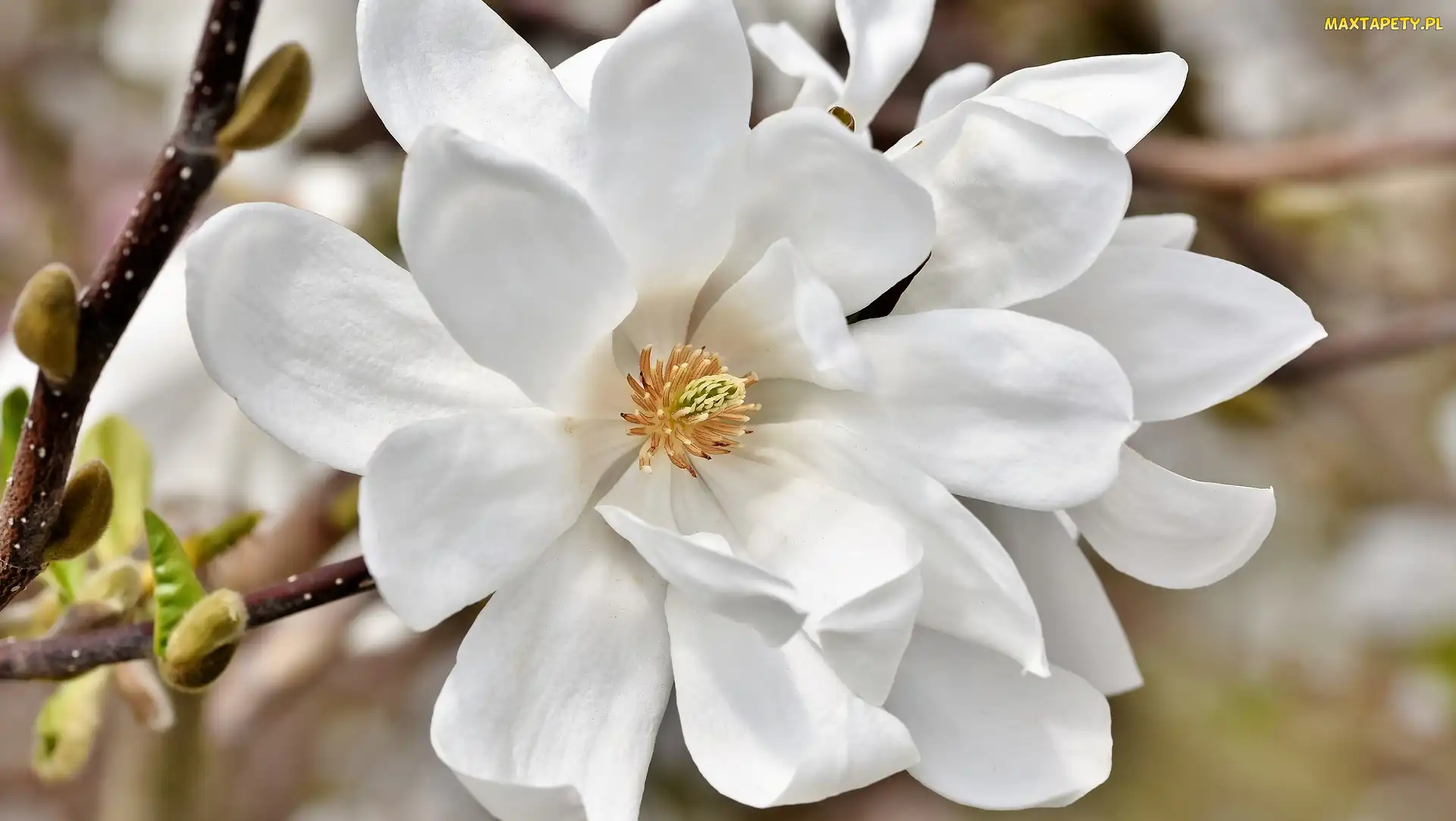 Kwitnąca, Magnolia, Biała