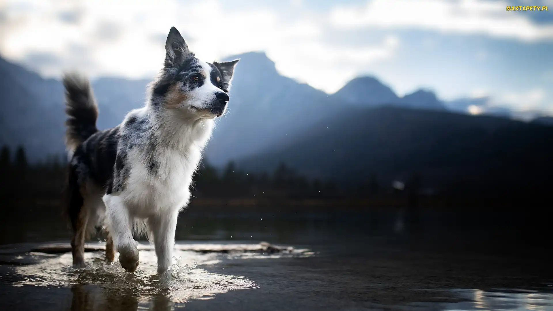 Border collie, Krajobraz, Rozmyty, Woda, Pies