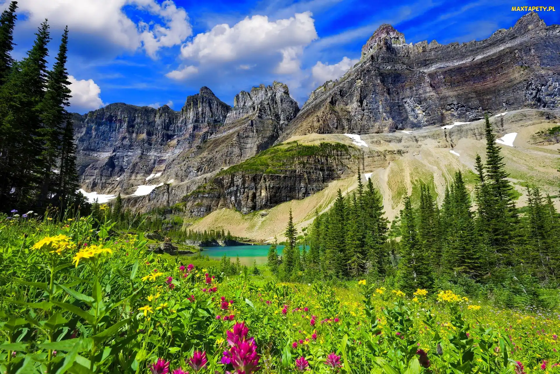 Kwiaty, Łąka, Stany Zjednoczone, Jezioro Iceberg Lake, Park Narodowy Glacier, Góry, Świerki, Stan Montana, Trawa, Niebo, Drzewa