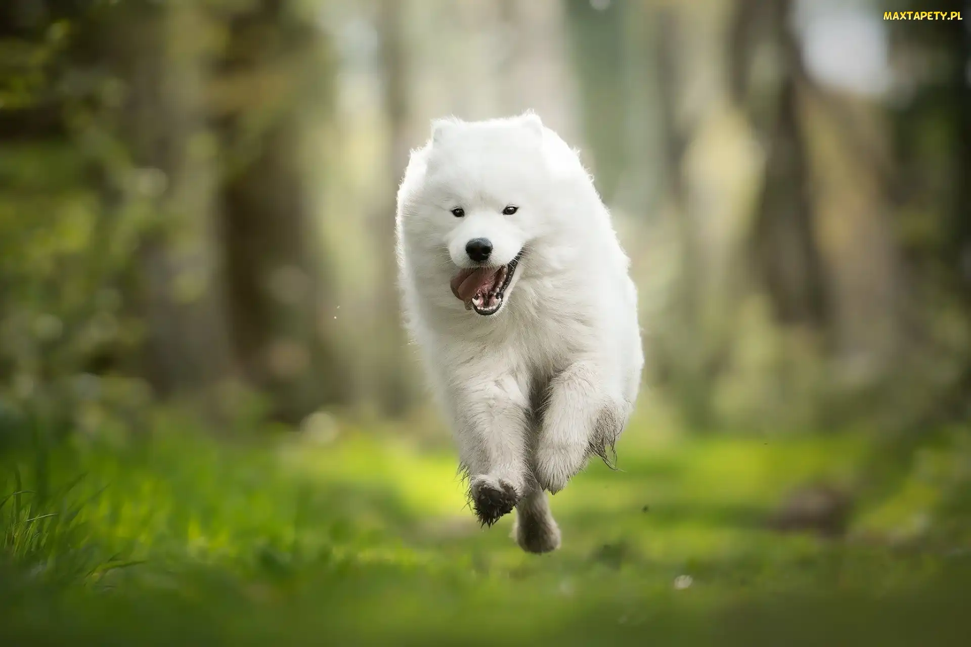 Pies, Samojed, Biały