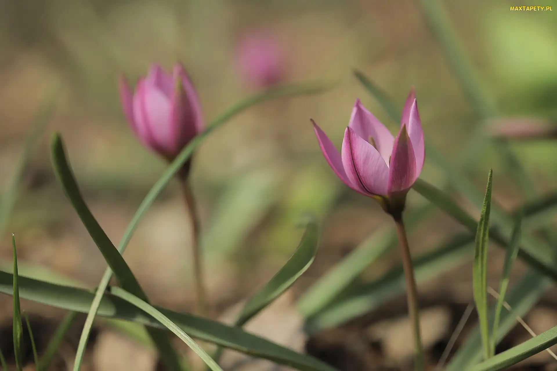 Źdźbła, Kwiat, Różowy, Tulipan