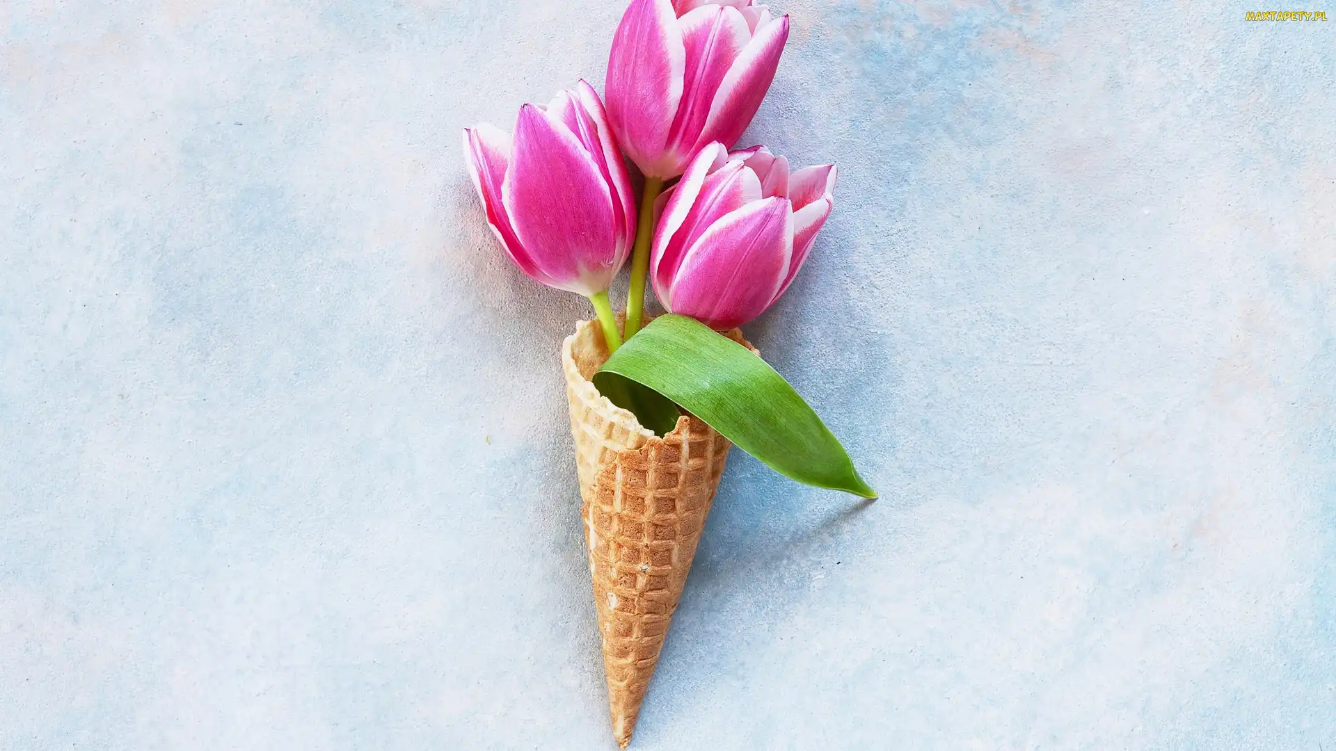 Biało-niebieskie, Waflowy, Trzy, Tło, Rożek, Kwiat, Tulipany