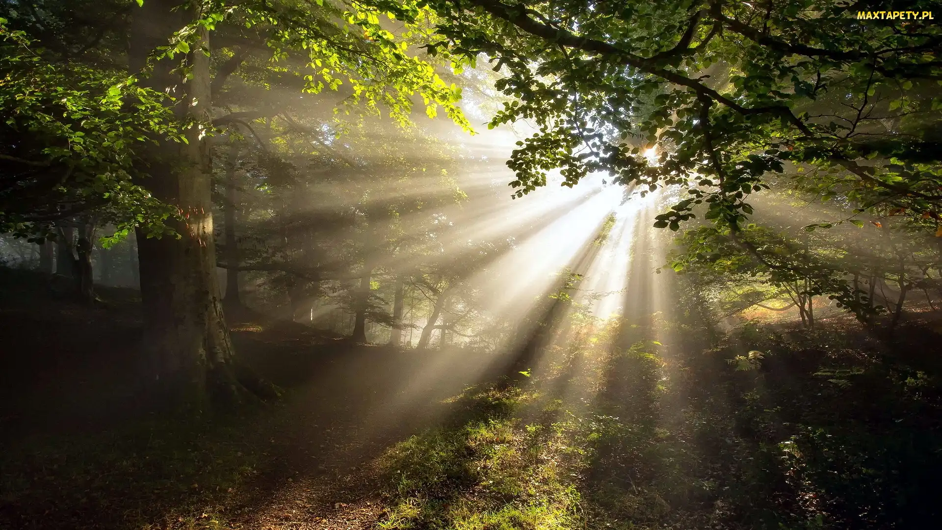Słońce, Przebijające światło, Las, Drzewa