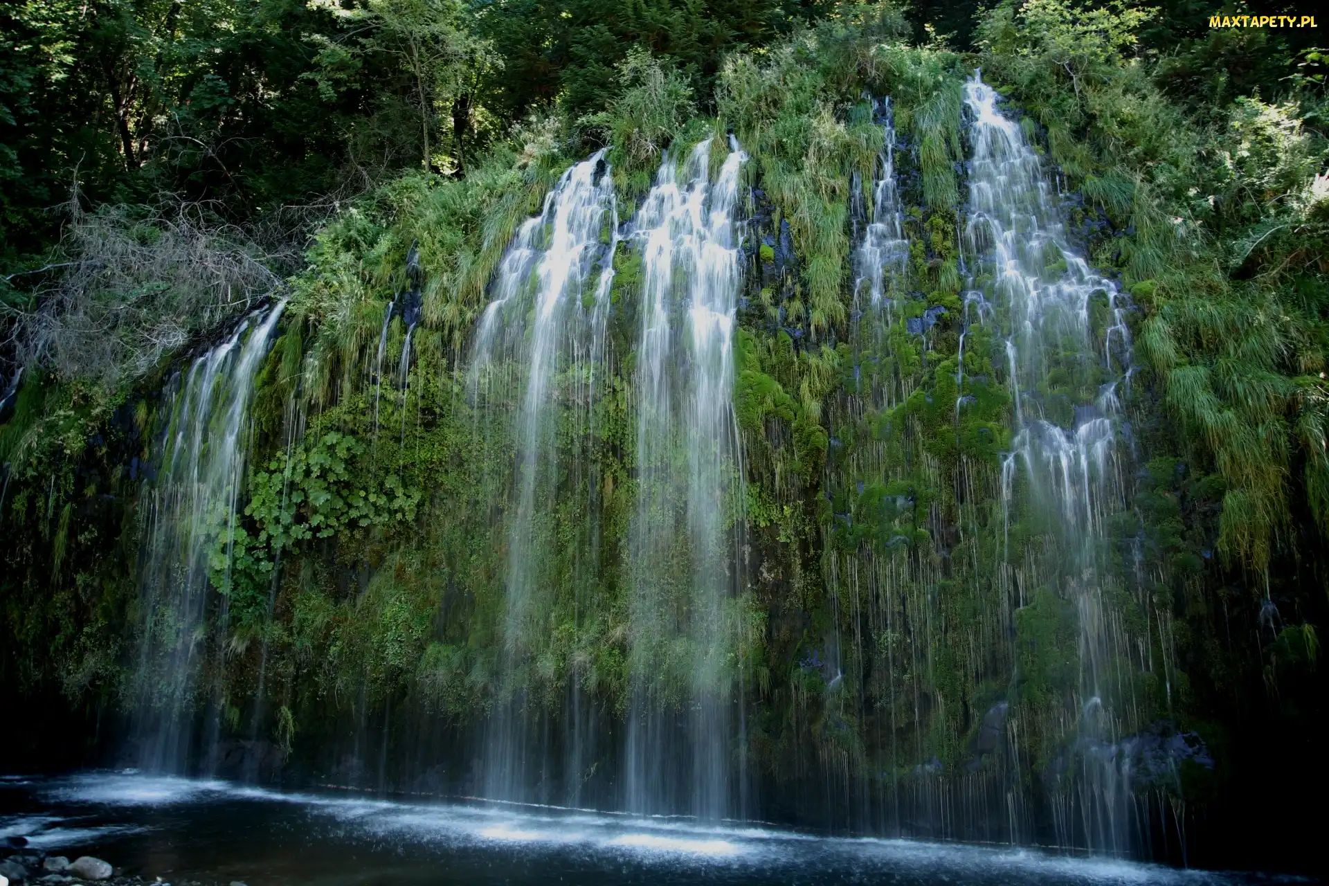 Stany Zjednoczone, Stan Kalifornia, Wodospad Mossbrae Falls, Rośliny