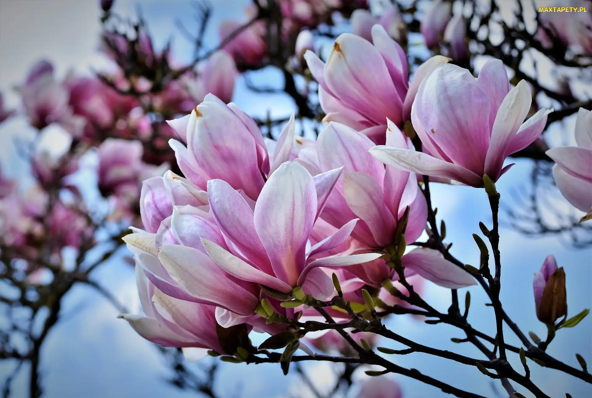 Kwiaty, Magnolia, Krzew