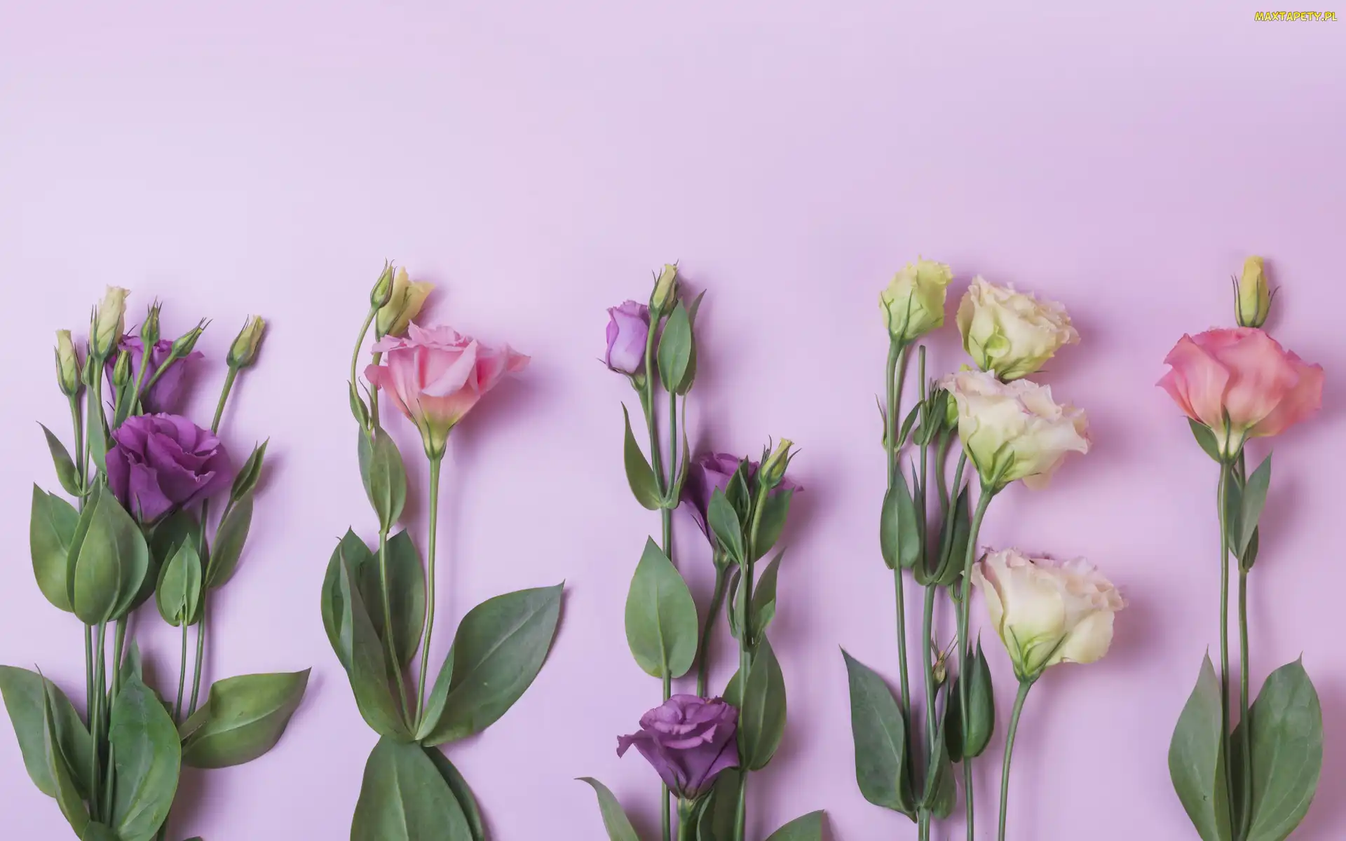 Eustoma, Liście, Kwiaty