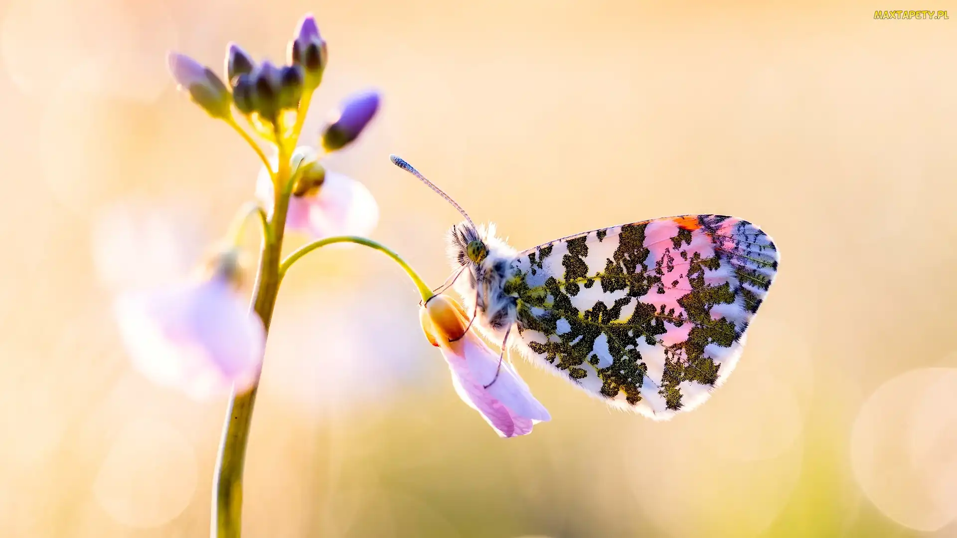 Motyl, Makro, Rozmycie, Zorzynek rzeżuchowiec, Kwiat