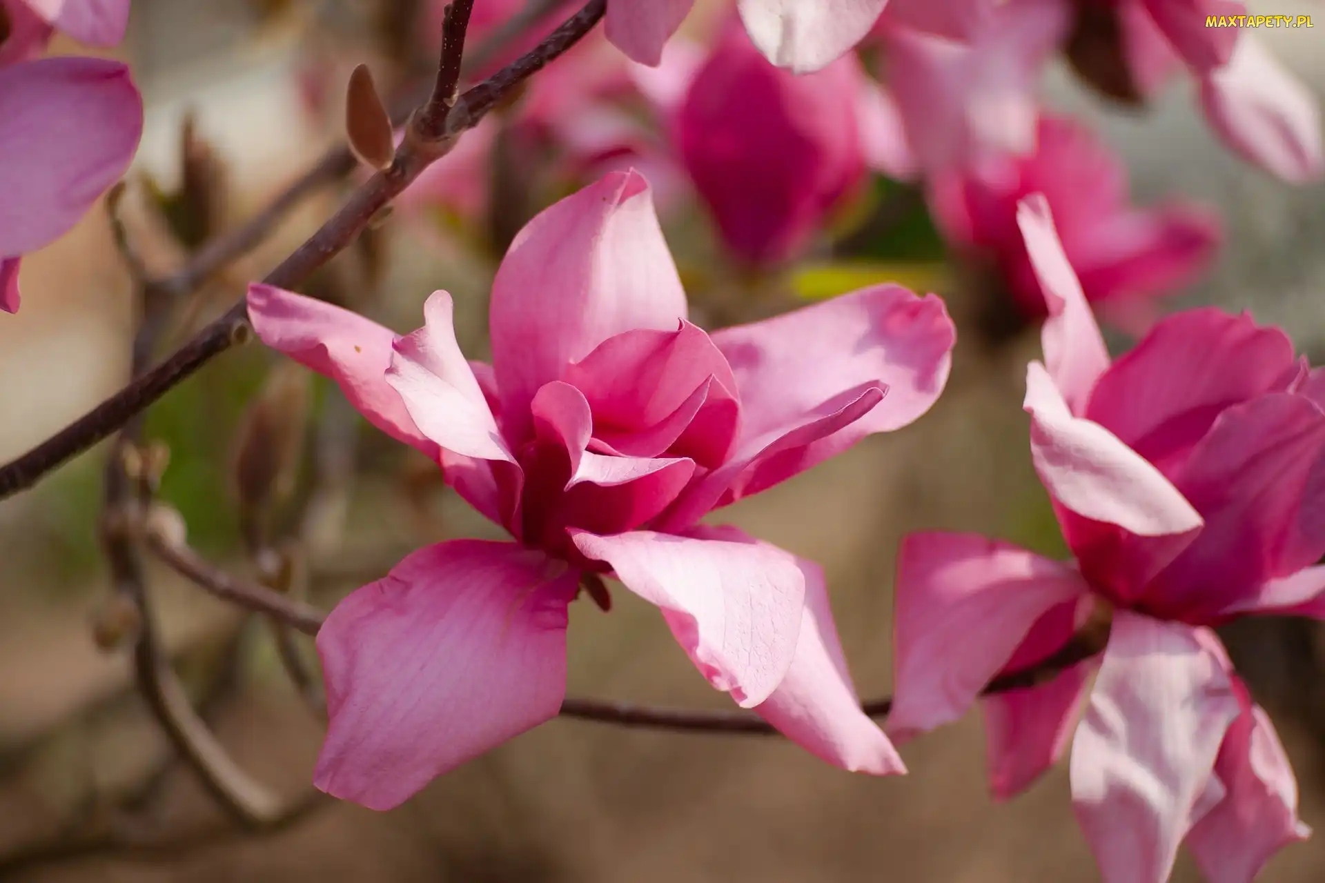 Różowe, Gałązki, Magnolie, Rozwinięte