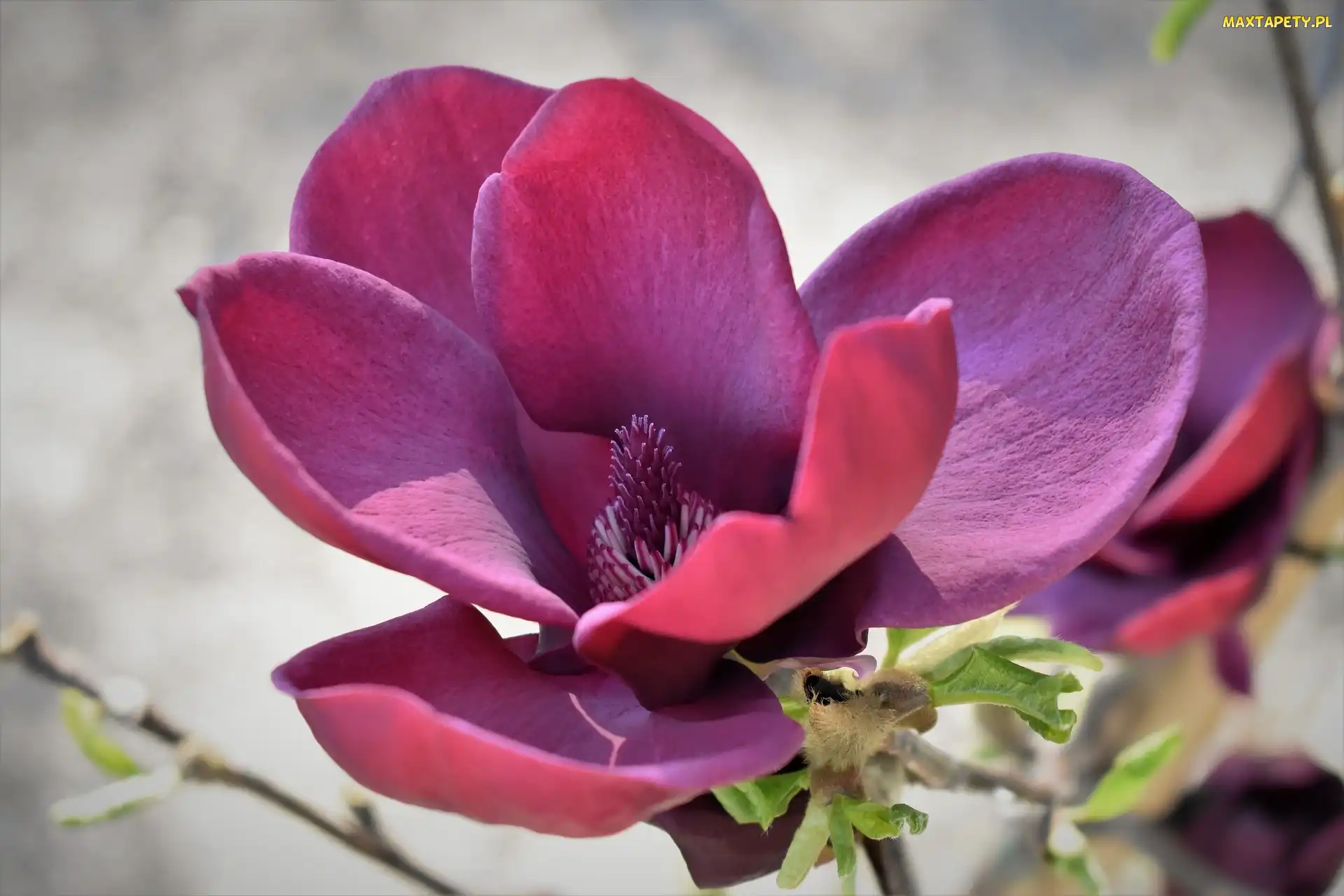 Magnolia, Rozwinięta, Różowy, Kwiat