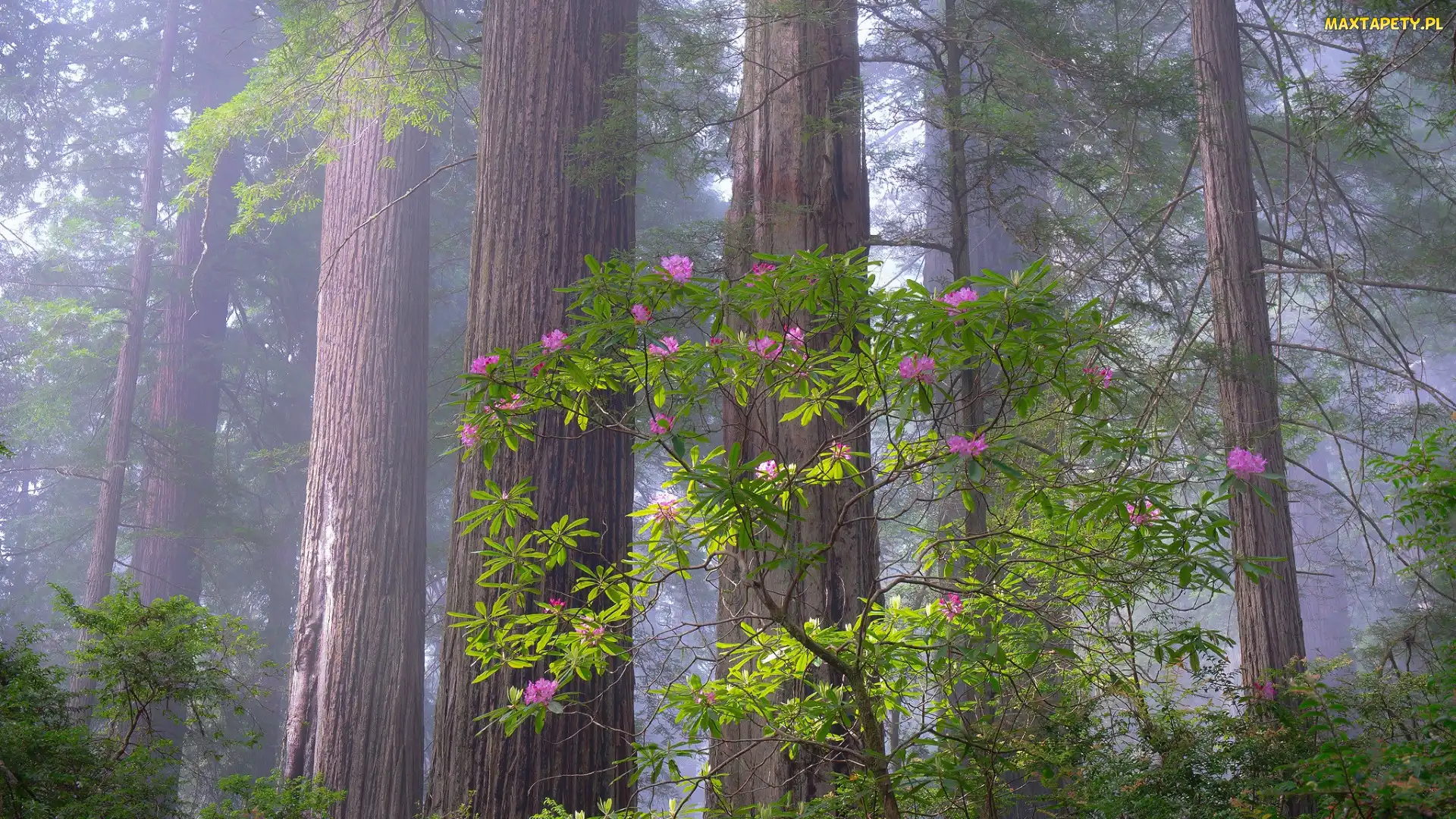 Stany Zjednoczone, Kalifornia, Las, Park Narodowy Redwood, Drzewa, Różanecznik