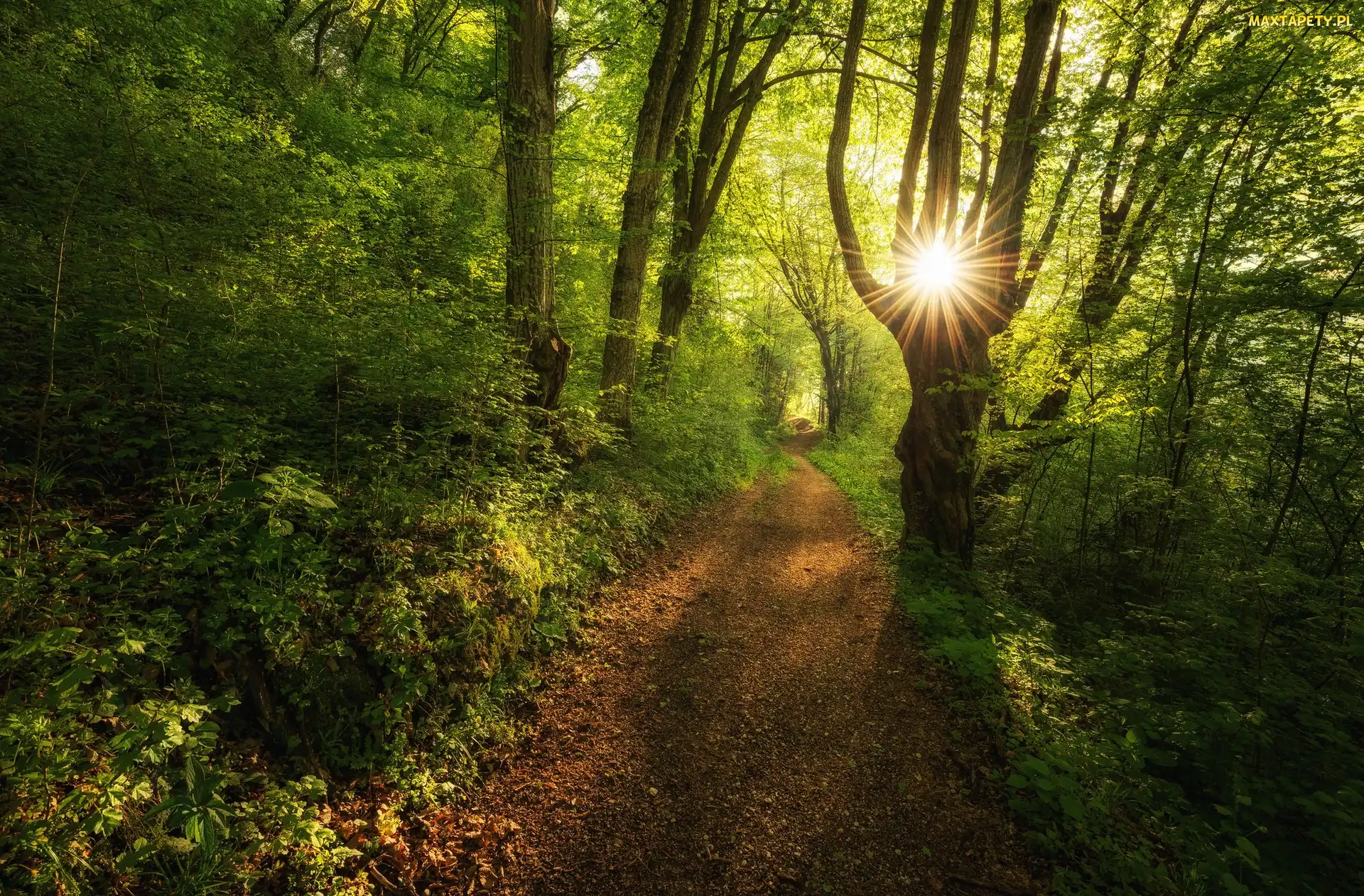 Promienie słońca, Ścieżka, Las, Drzewa