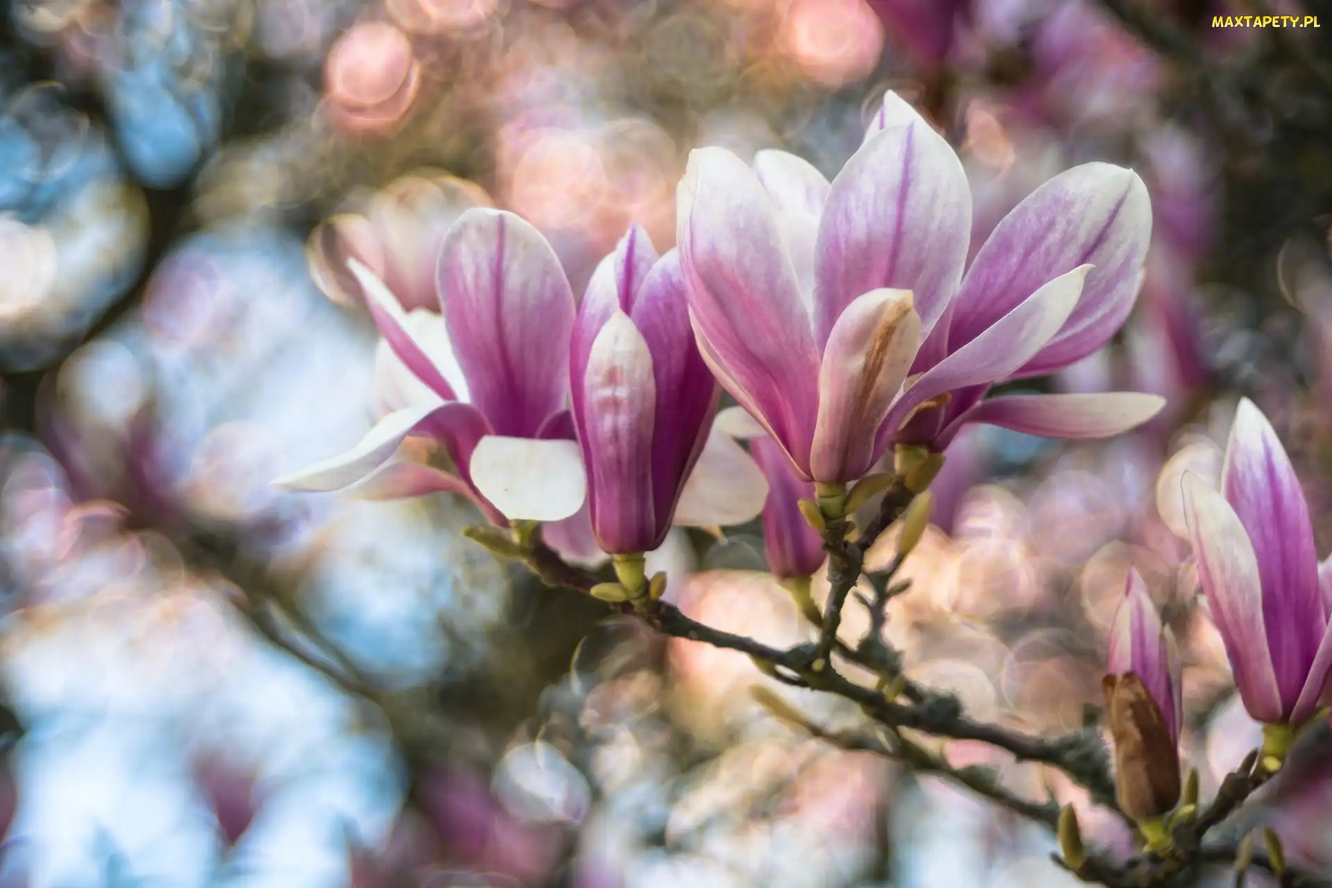 Kwiaty, Magnolia, Gałąź