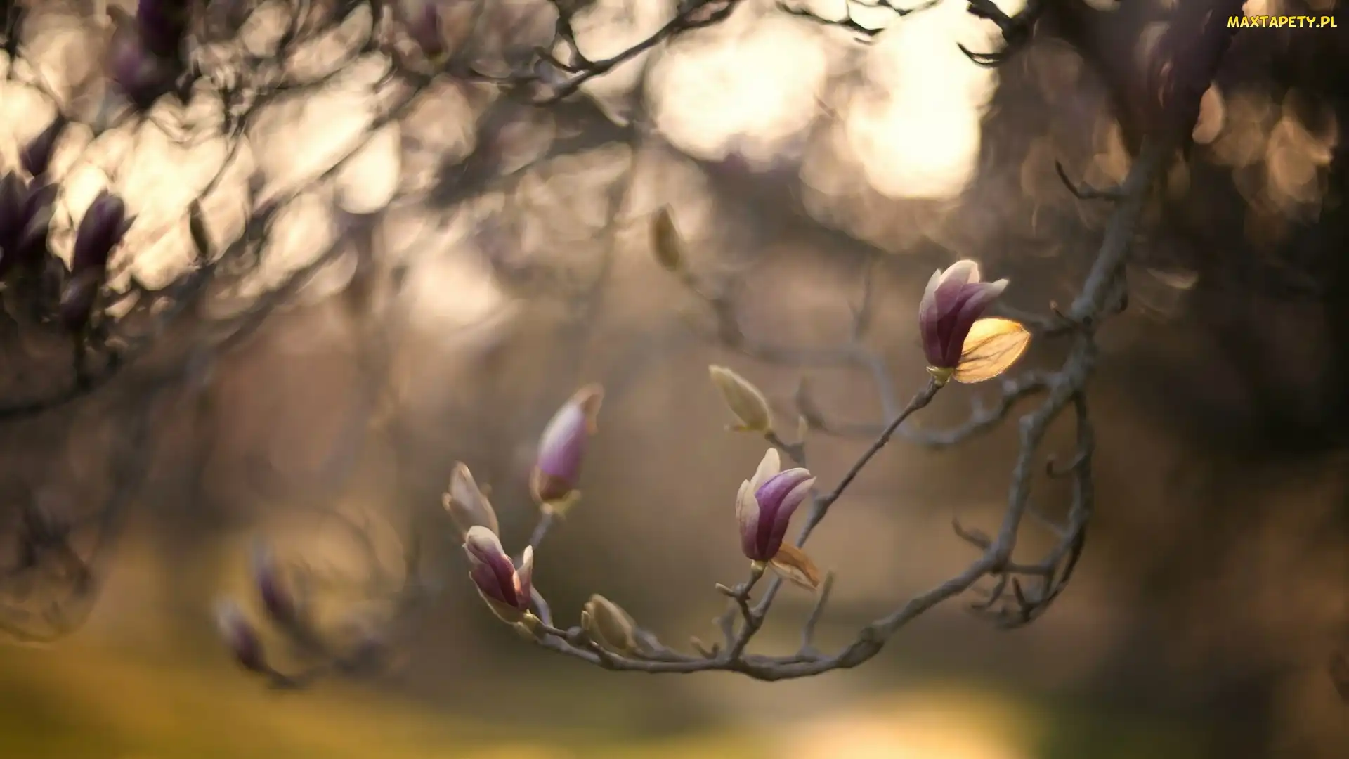 Pąki, Magnolia, Gałąź
