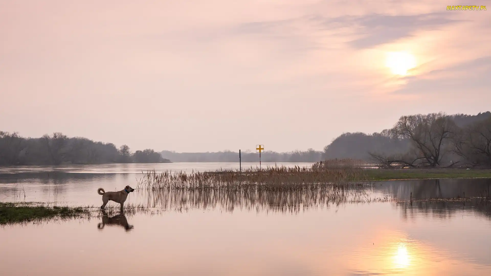 Pies, Trawy, Wschód słońca, Rzeka