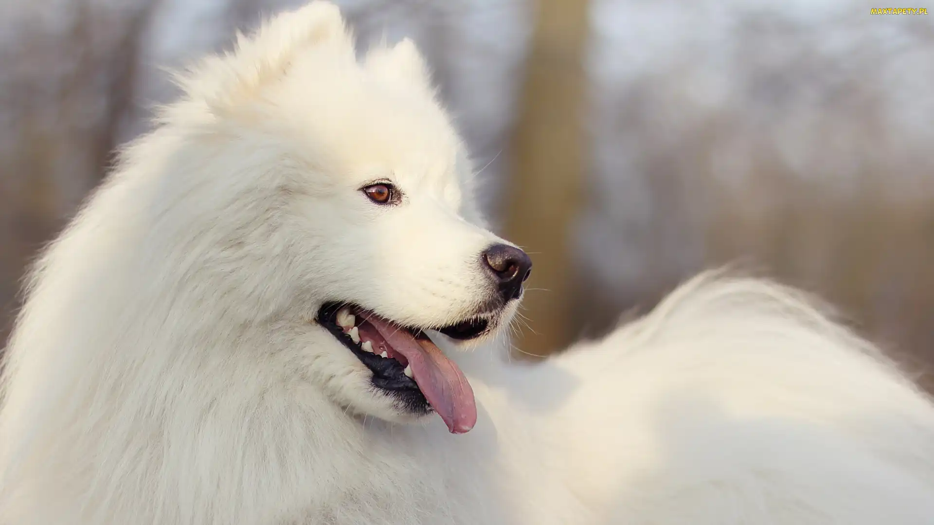 Biały, Samojed, Pies