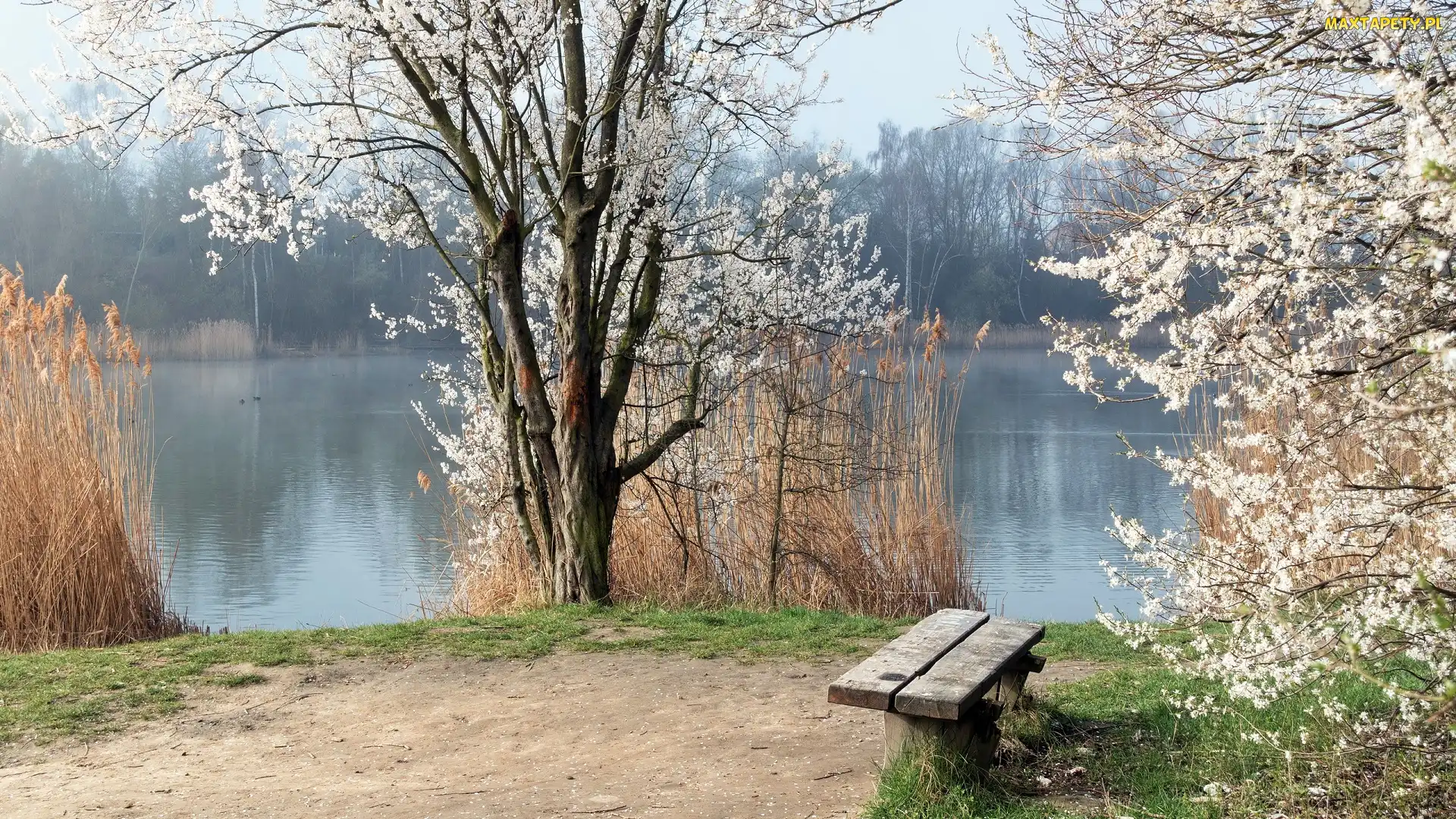 Trawy, Wysokie, Rzeka, Ławka, Drzewa, Wiosna, Kwitnące