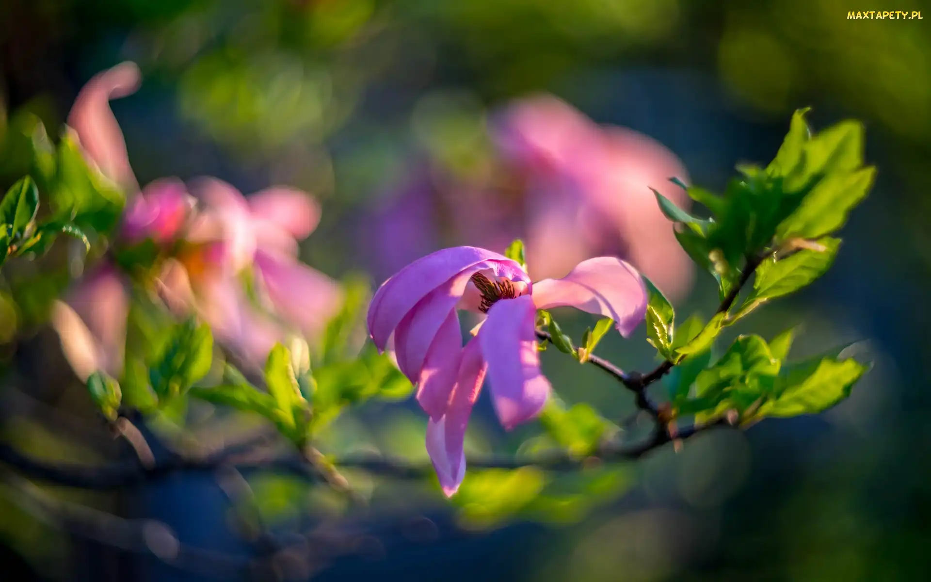 Rozmyte tło, Magnolia, Gałąź, Kwiaty