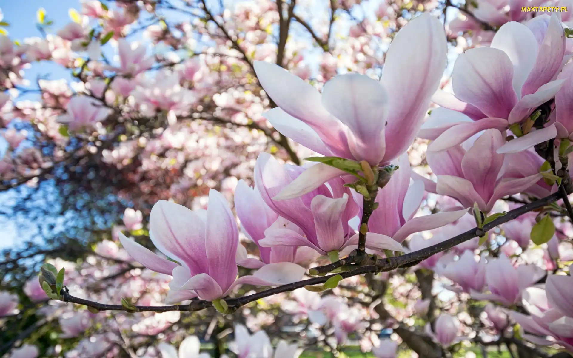 Magnolia, Kwiaty, Gałęzie, Bladoróżowe