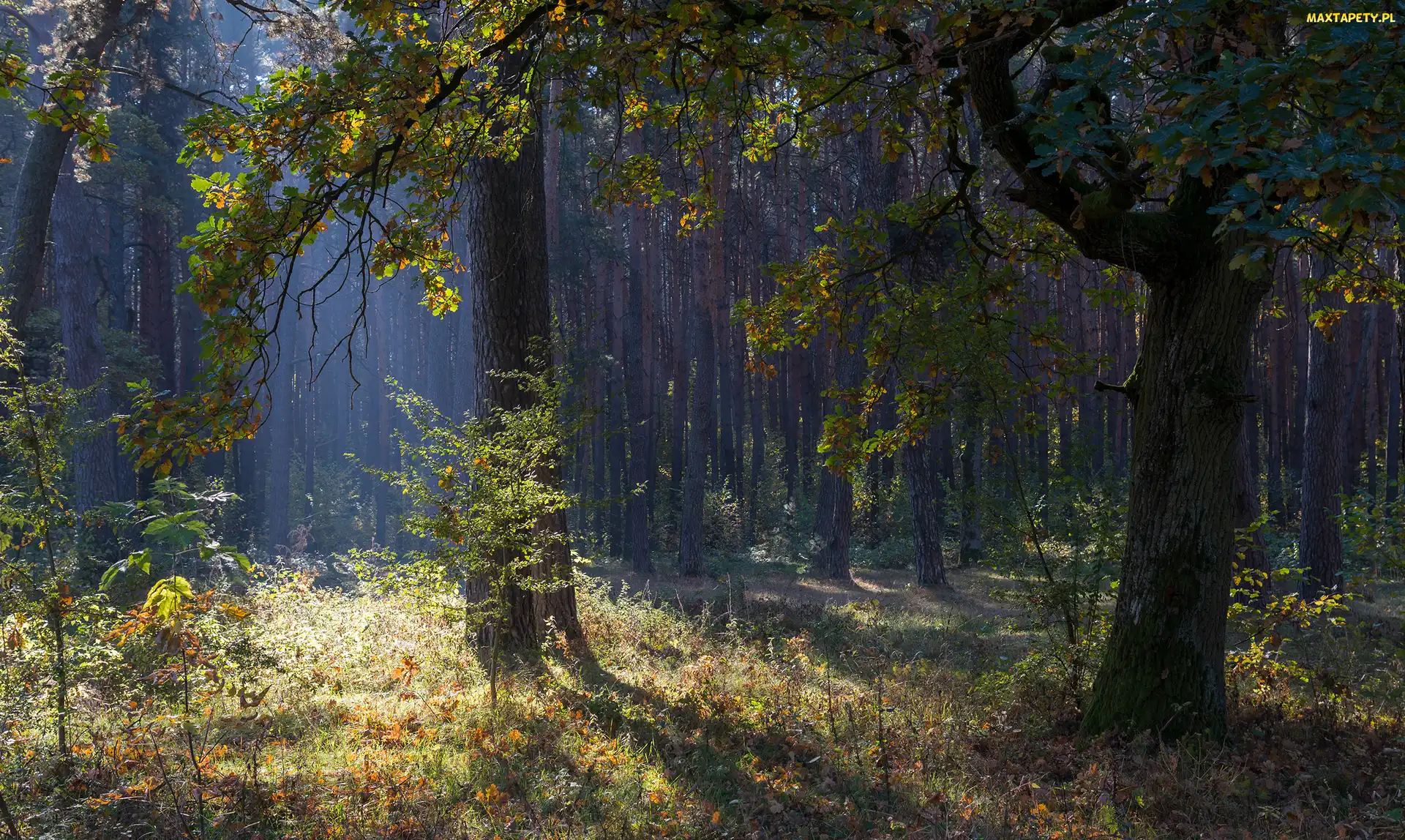 Jesień, Rośliny, Drzewa, Trawa, Las