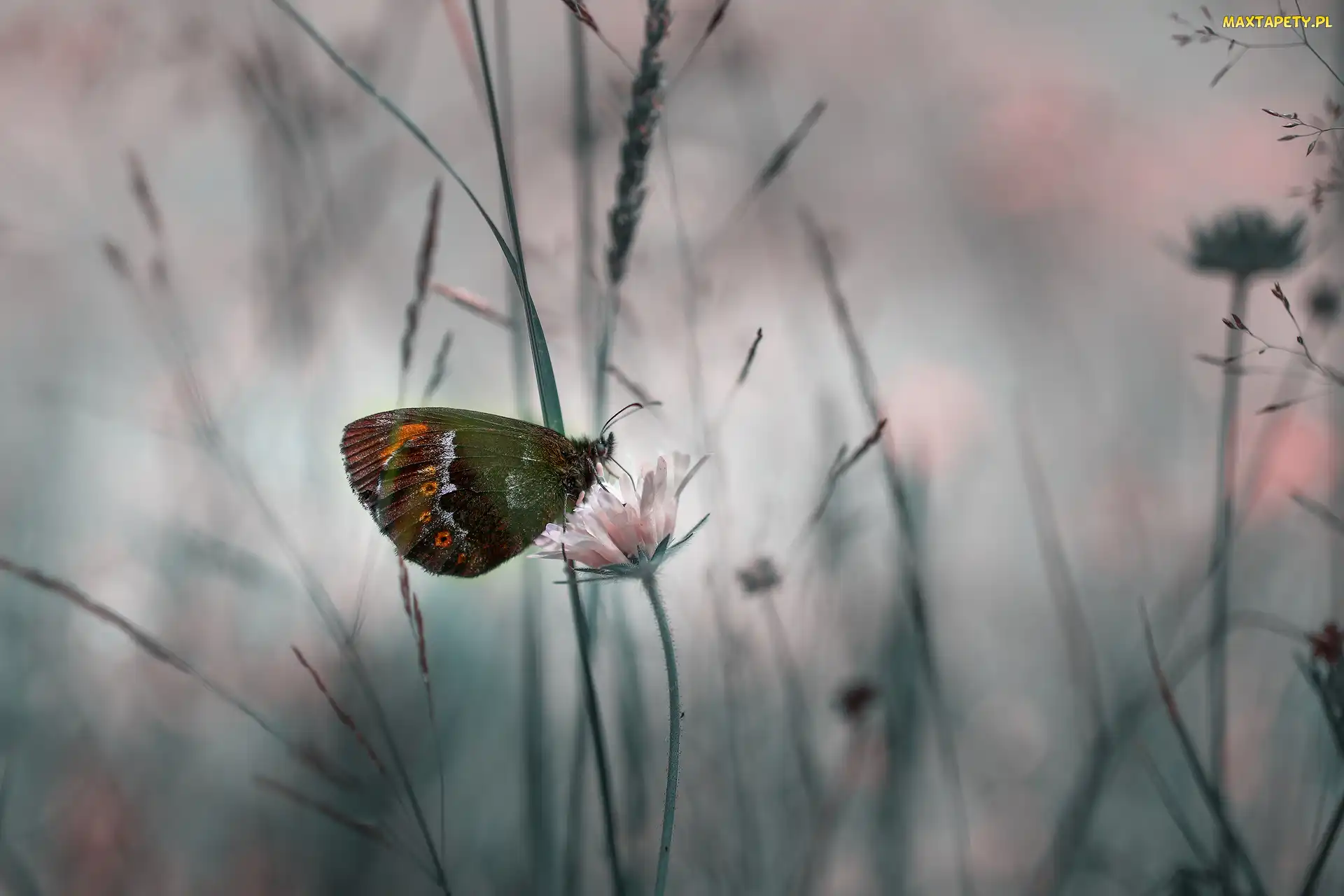 Motyl, Zbliżenie, Kwiat
