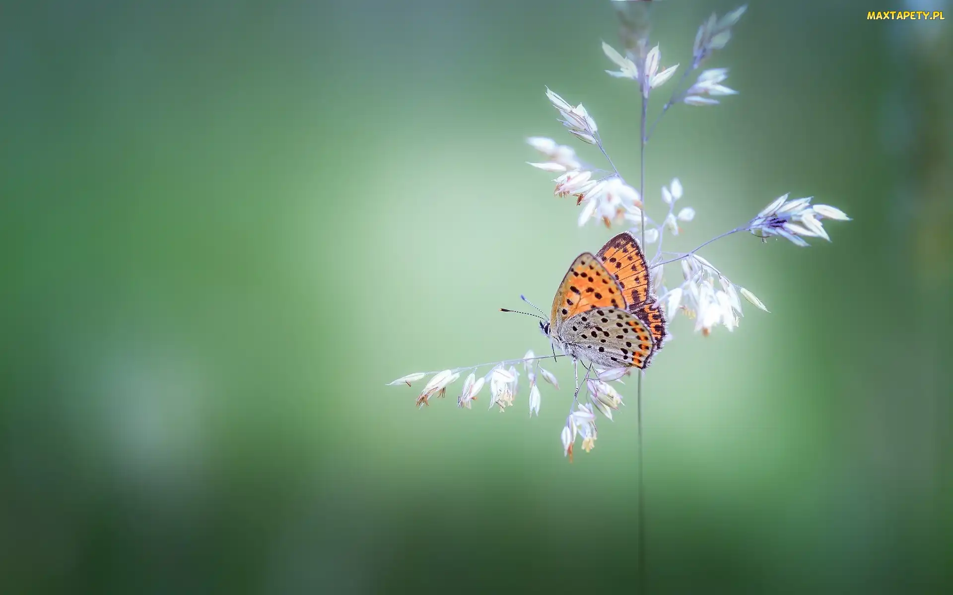Czerwończyk żarek, Motyl, Źdźbło, Trawa