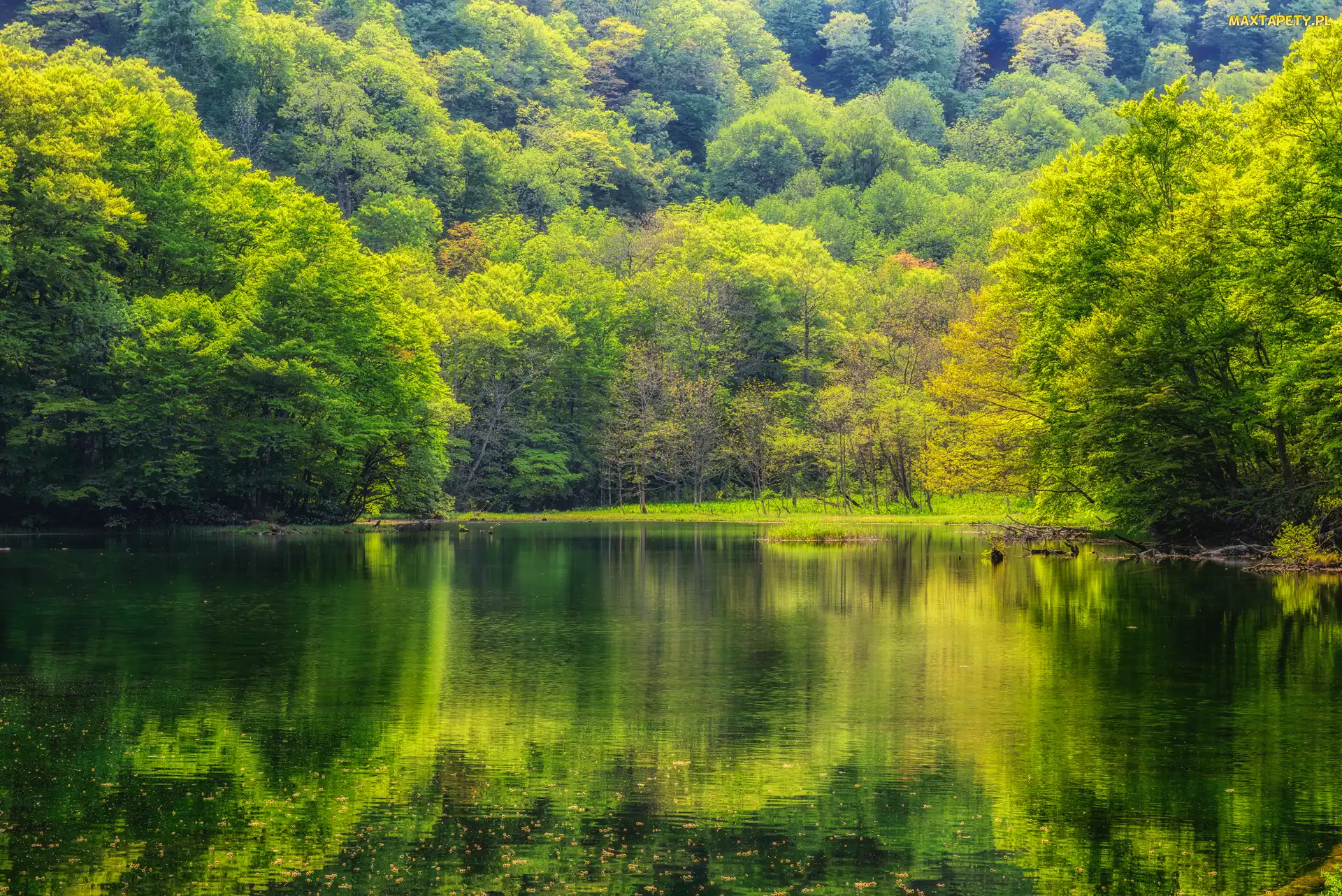 Staw, Las, Drzewa, Zielone