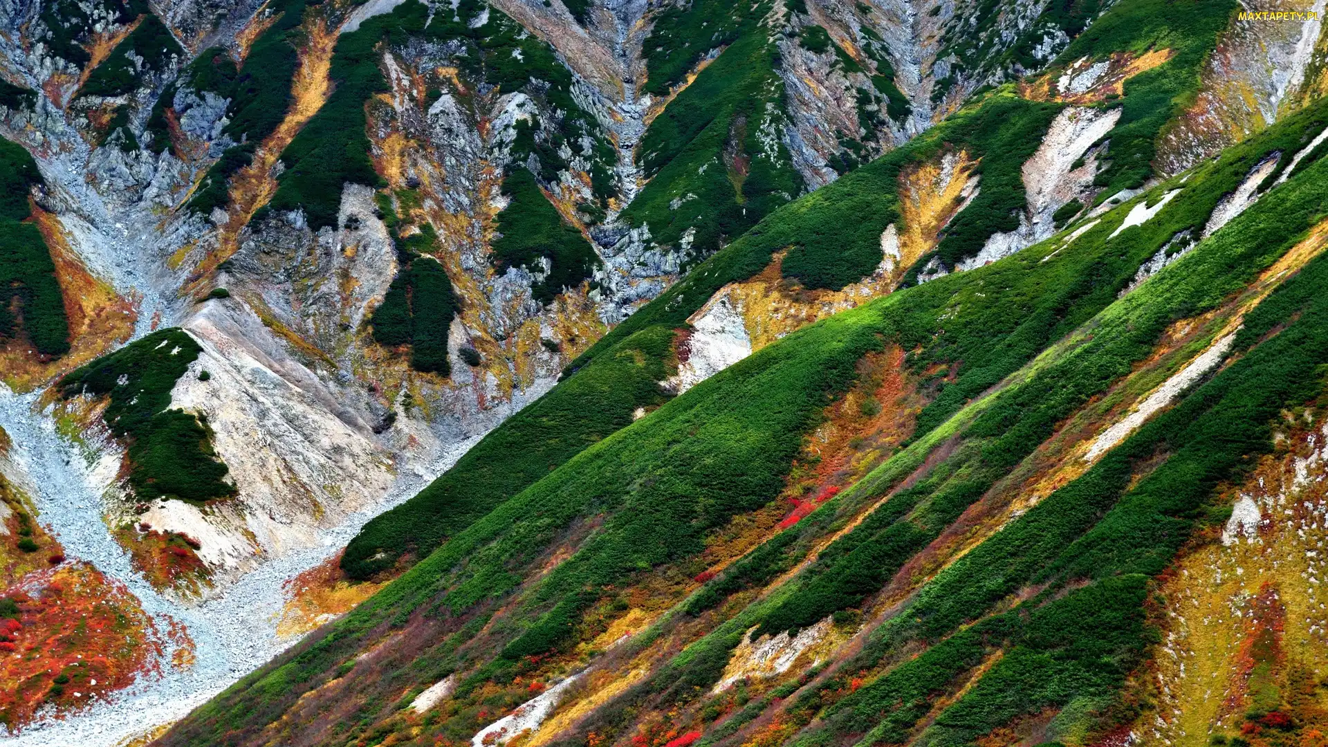 Roślinność, Japonia, Tateyama, Góra Mount Tate, Zbocza