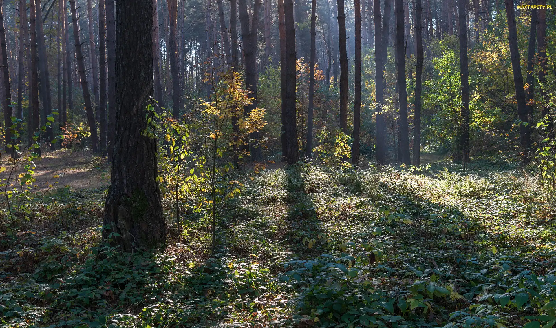Światło, Rośliny, Las, Drzewa