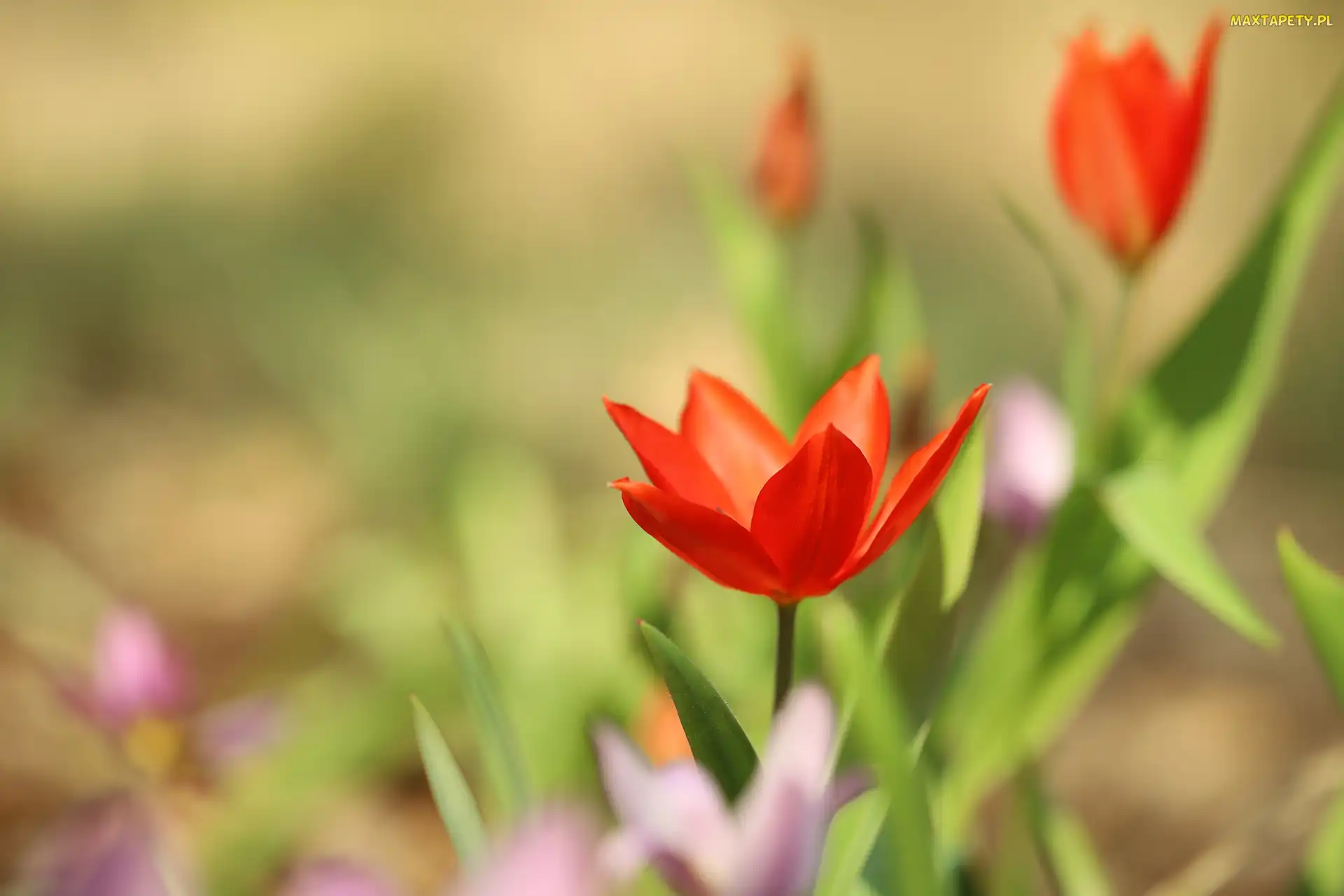 Zbliżenie, Kwiat, Czerwony, Tulipan