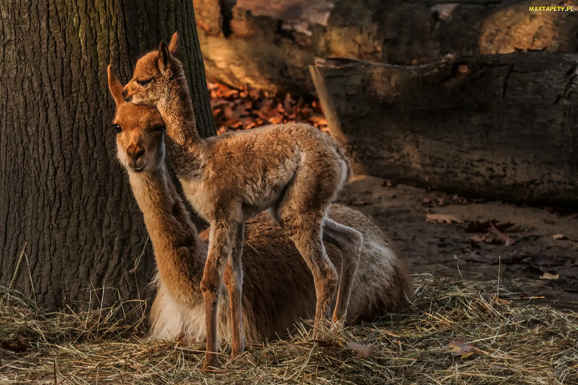 Lama, Młoda, Dwie, Lamy