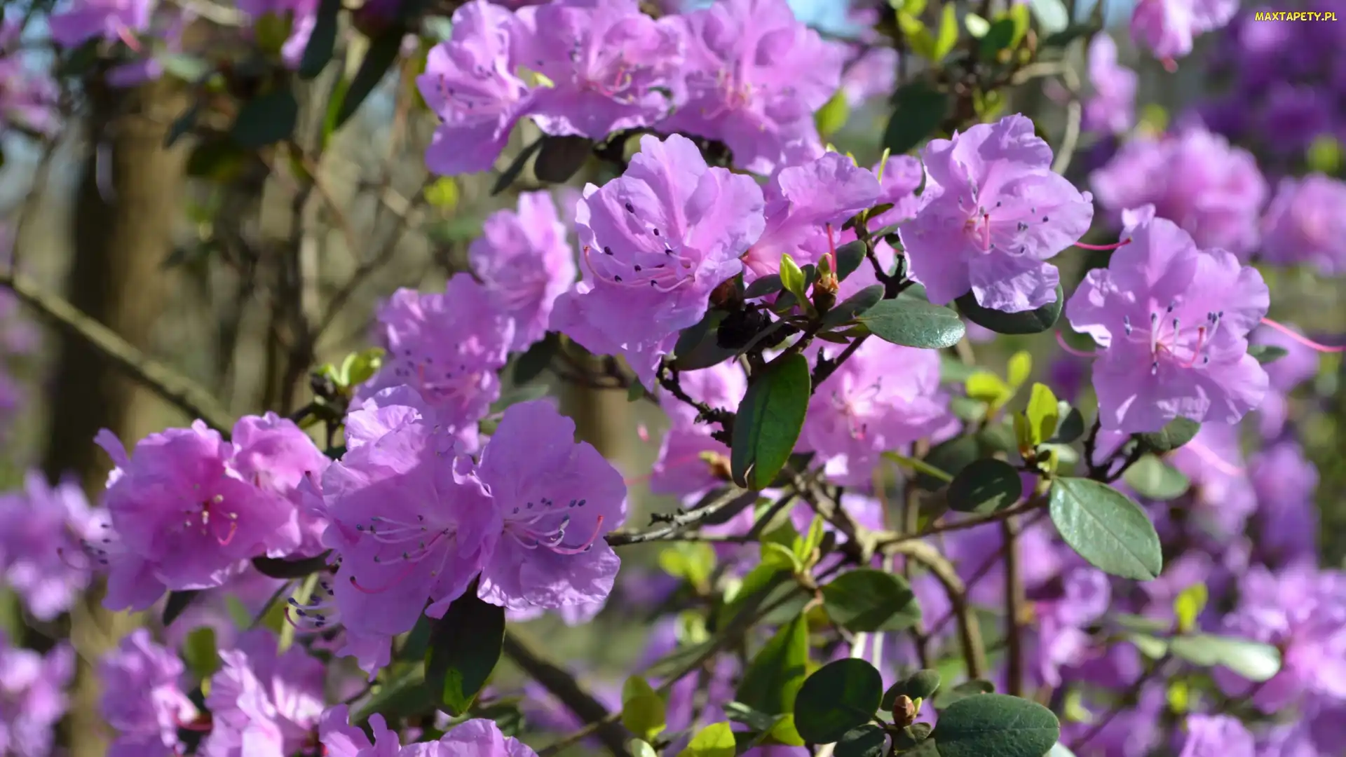 Rododendron, Różanecznik, Kwiaty