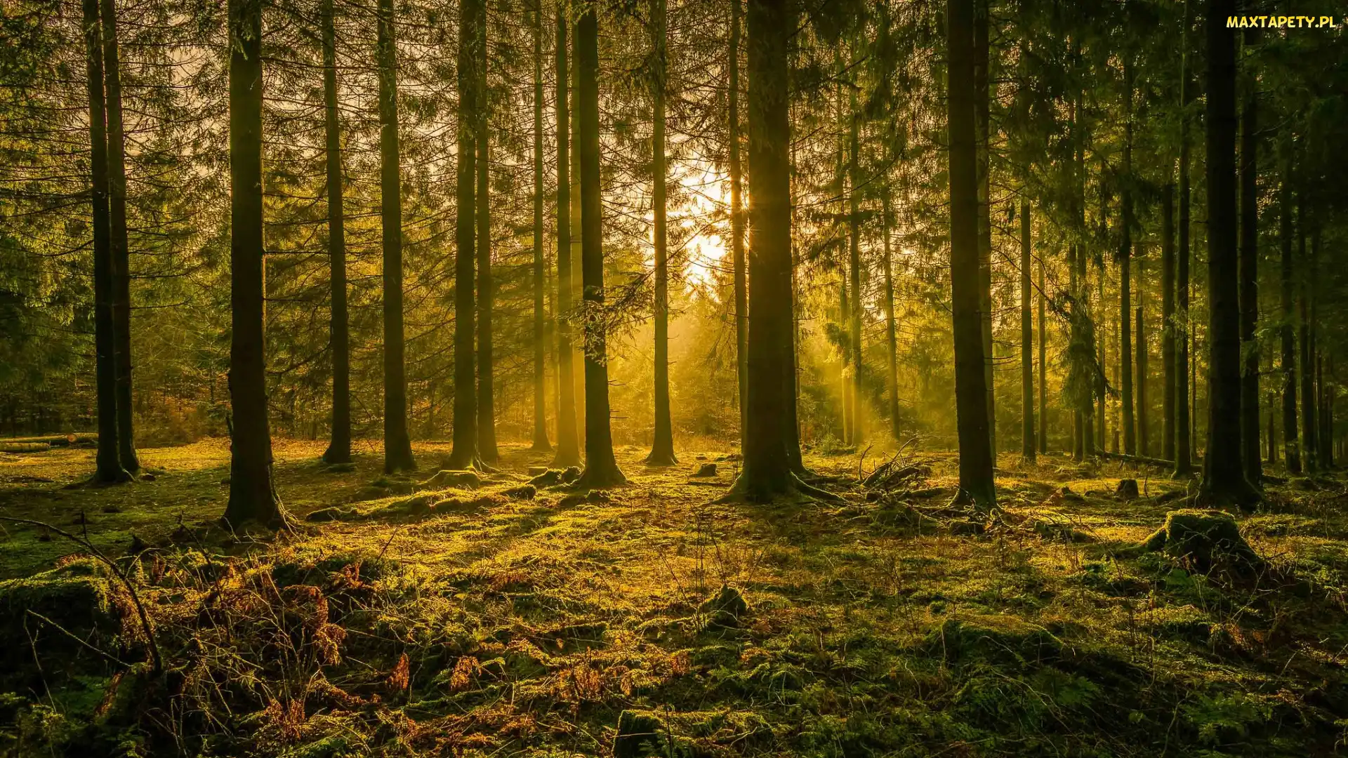 Przebijające światło, Drzewa, Las iglasty