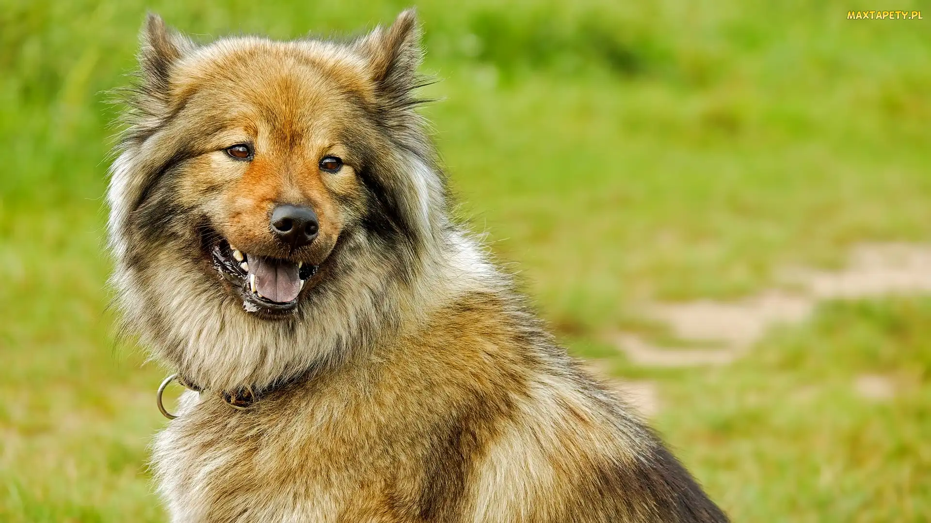 Uśmiech, Eurasier, Pies, Szpic