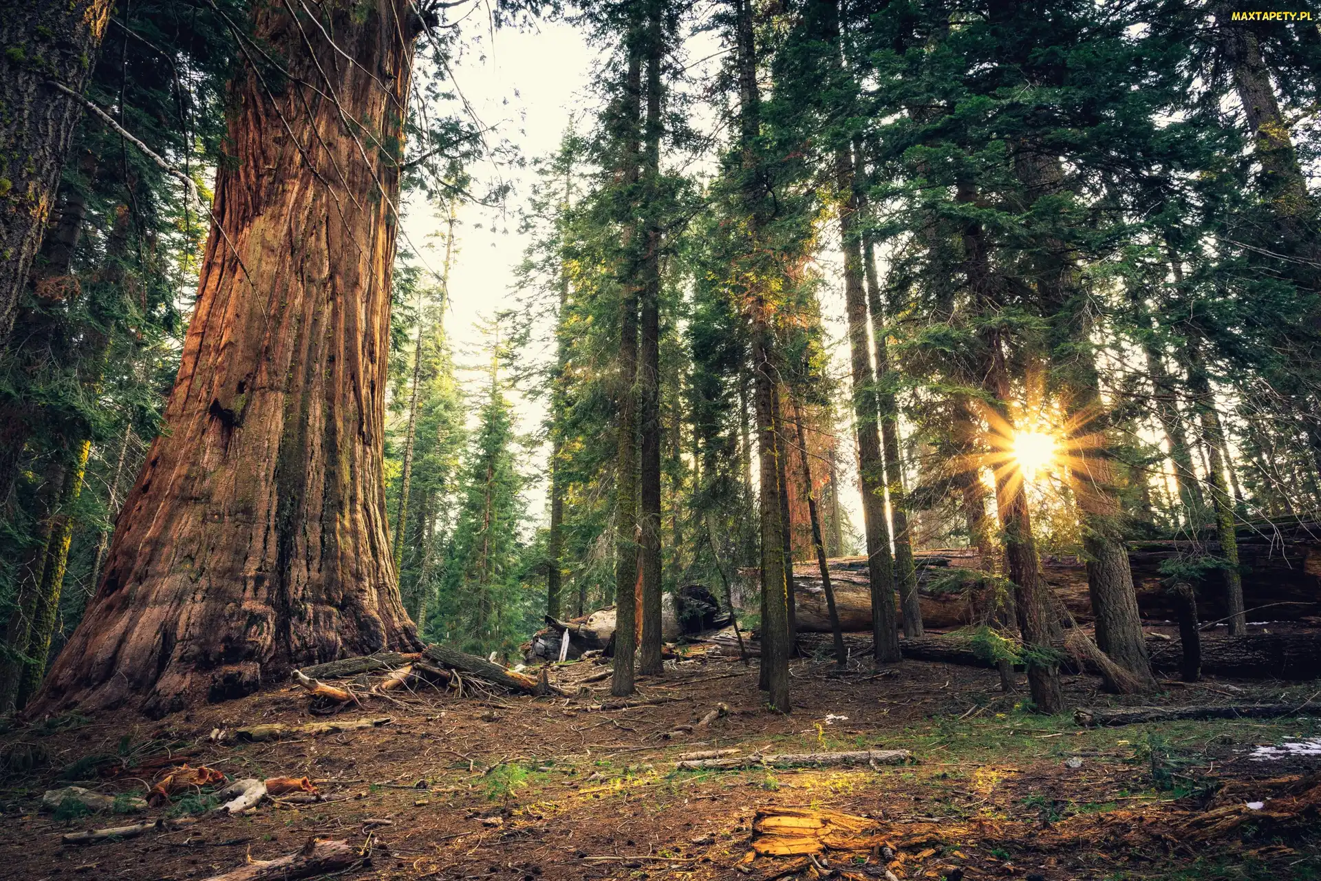 Kalifornia, Park Narodowy Sekwoi, Drzewa, Stany Zjednoczone, Promienie słońca, Las, Sekwoja