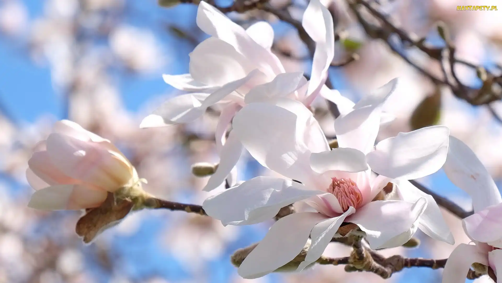 Magnolie, Gałązki, Białe