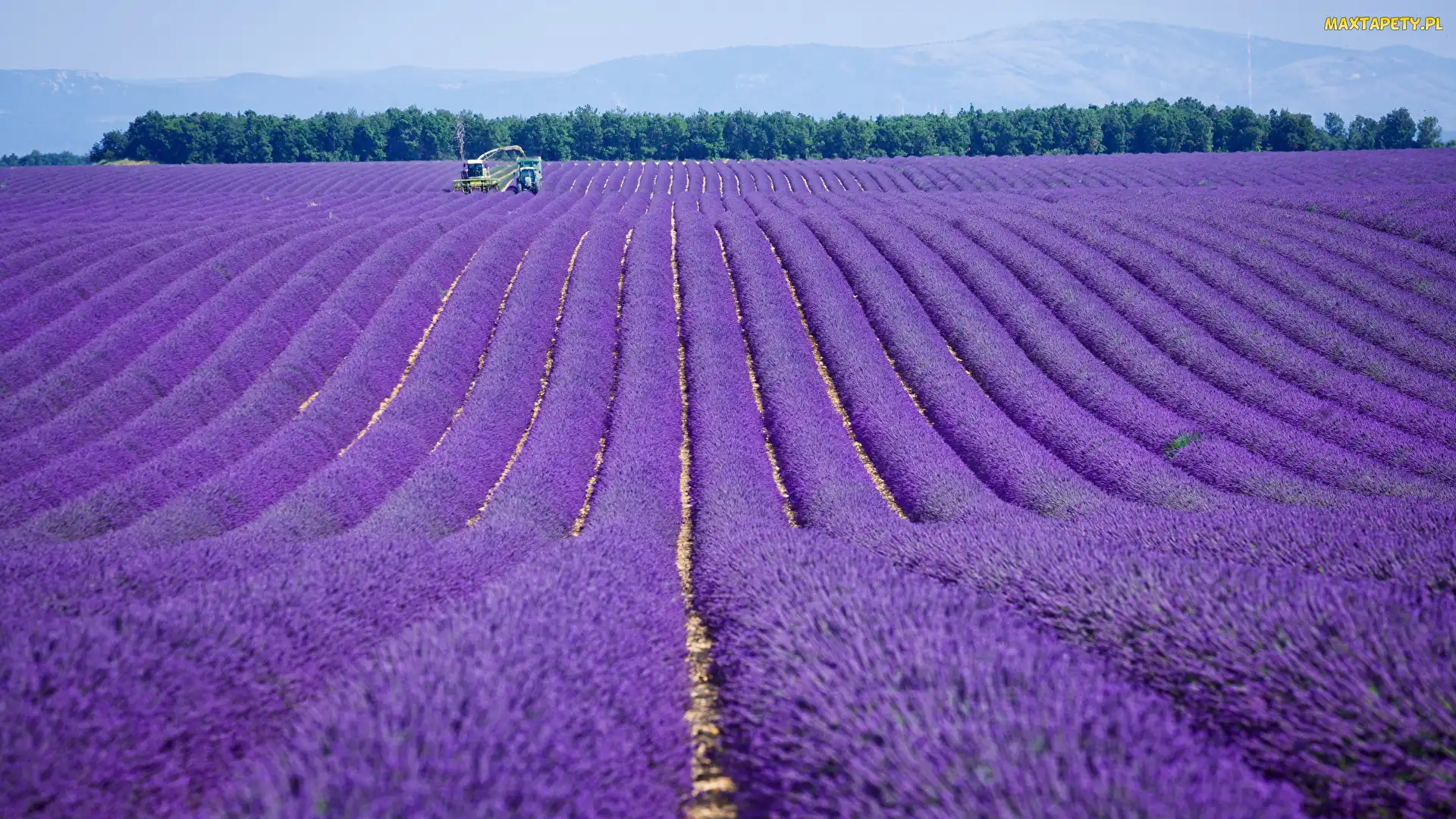 Lawenda, Francja, Prowansja, Valensole, Pole
