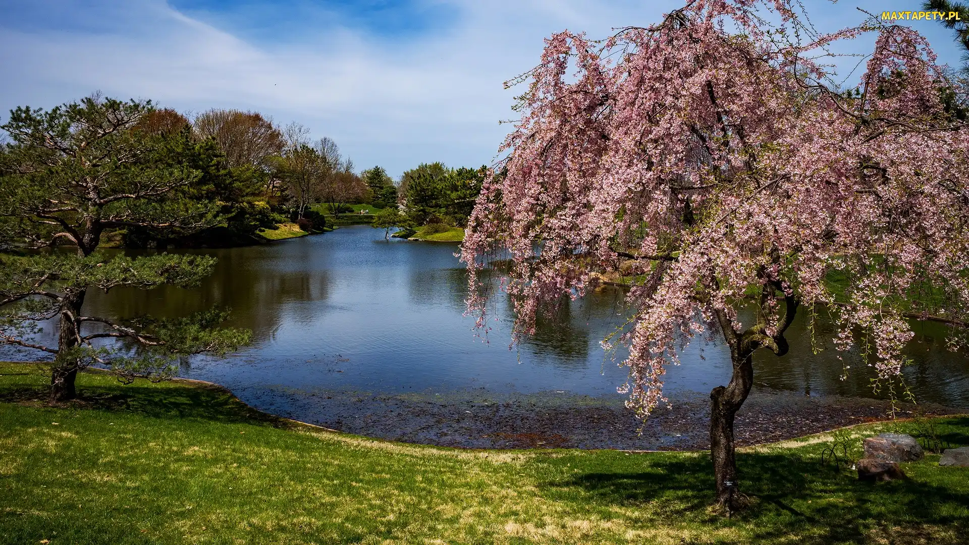 Staw, Drzewa, Stan Missouri, Stany Zjednoczone, Saint Louis, Ogród botaniczny Missouri Botanical Garden