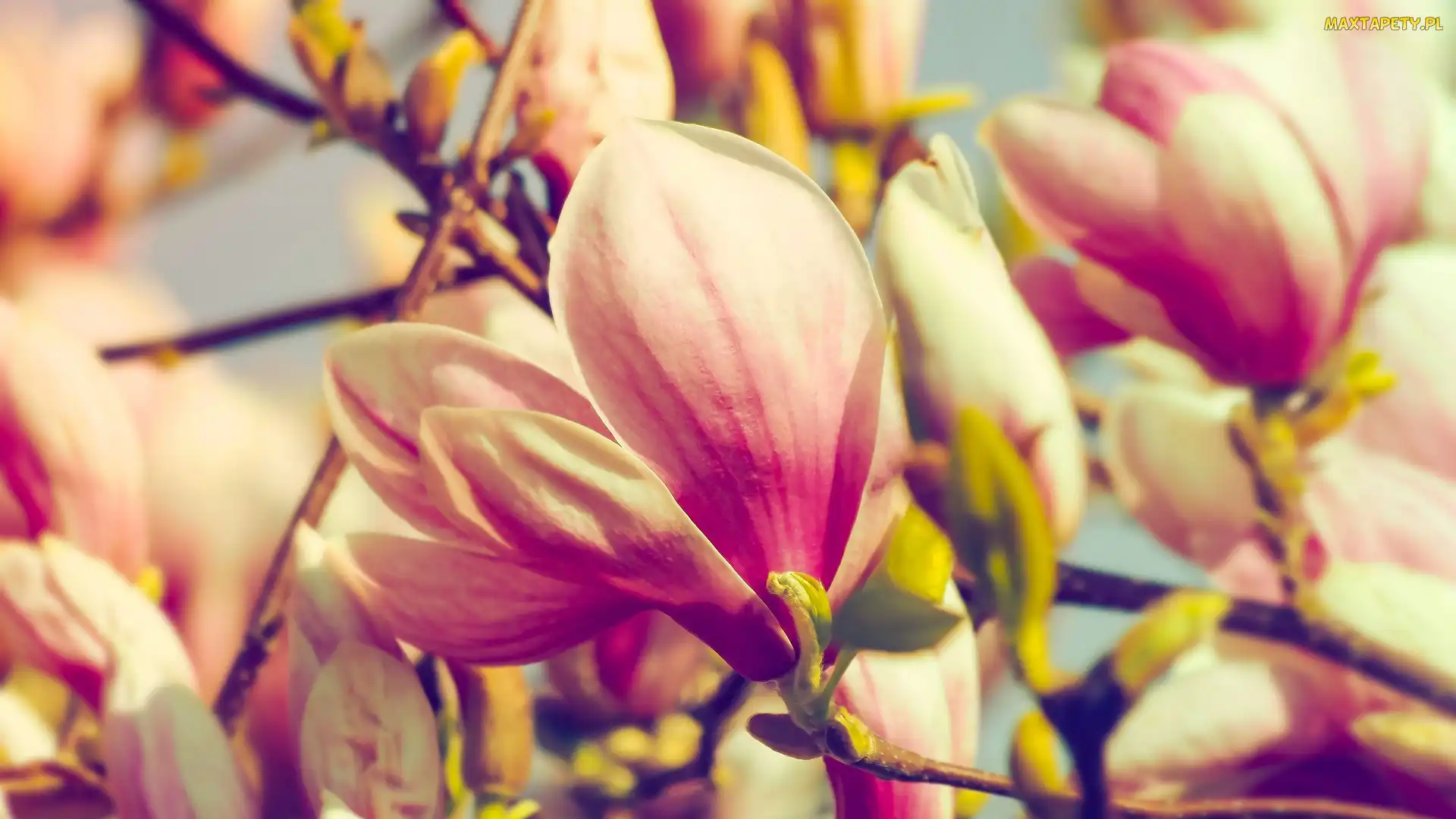 Zbliżenie, Gałązki, Kwiaty, Magnolia