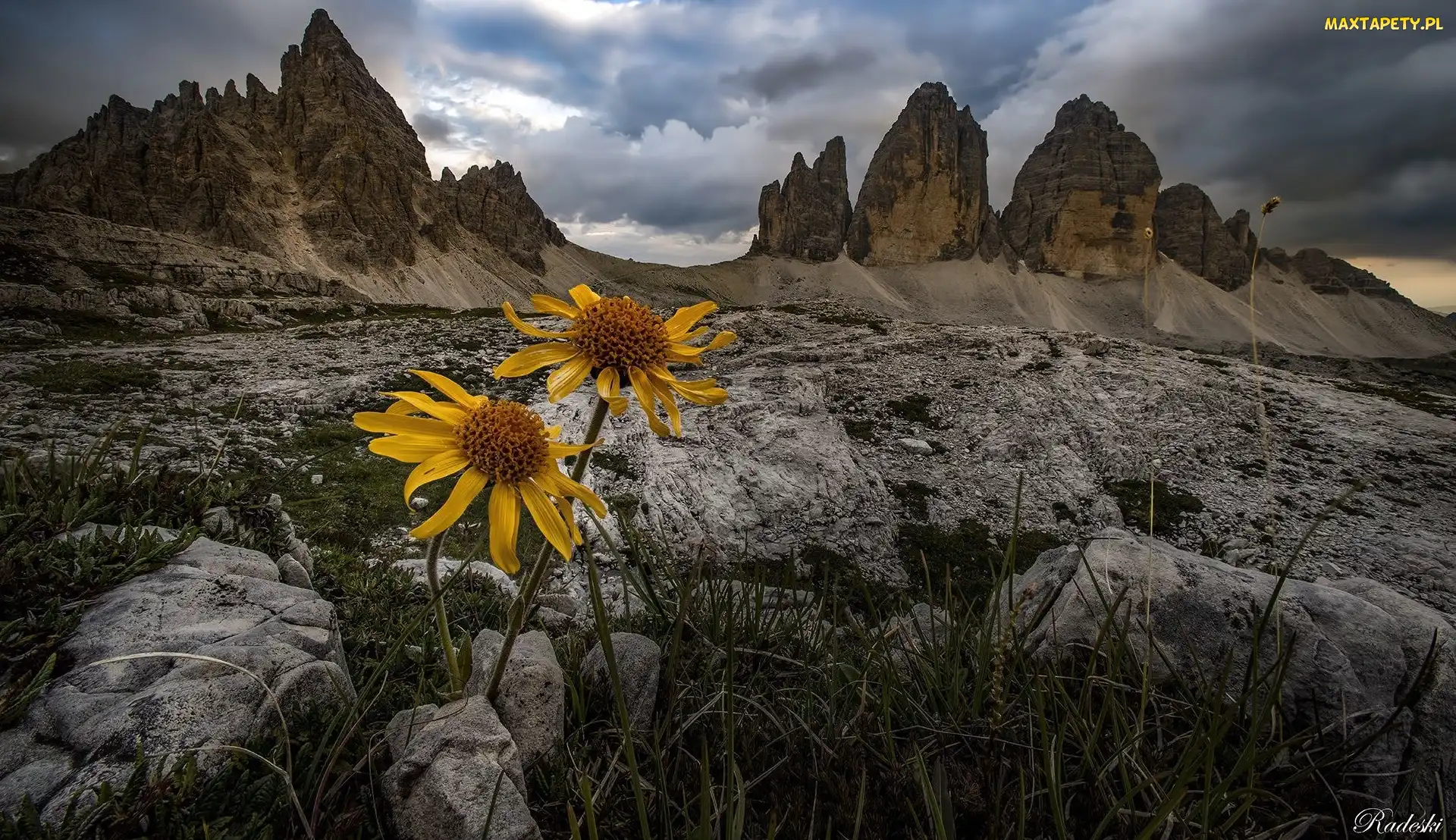 Dolomity, Kwiaty, Góry, Żółte, Masyw Tre Cime di Lavaredo, Skały, Włochy, Chmury