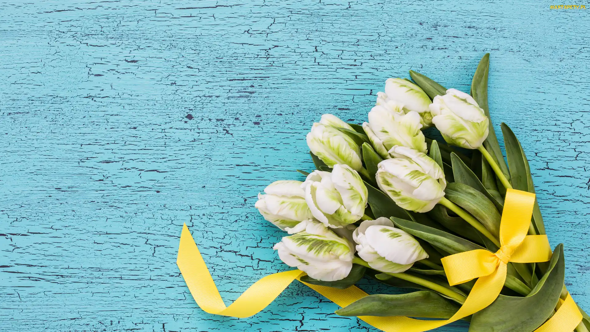 Tulipany papuzie, Wstążka, Żółta, Bukiet, Białe