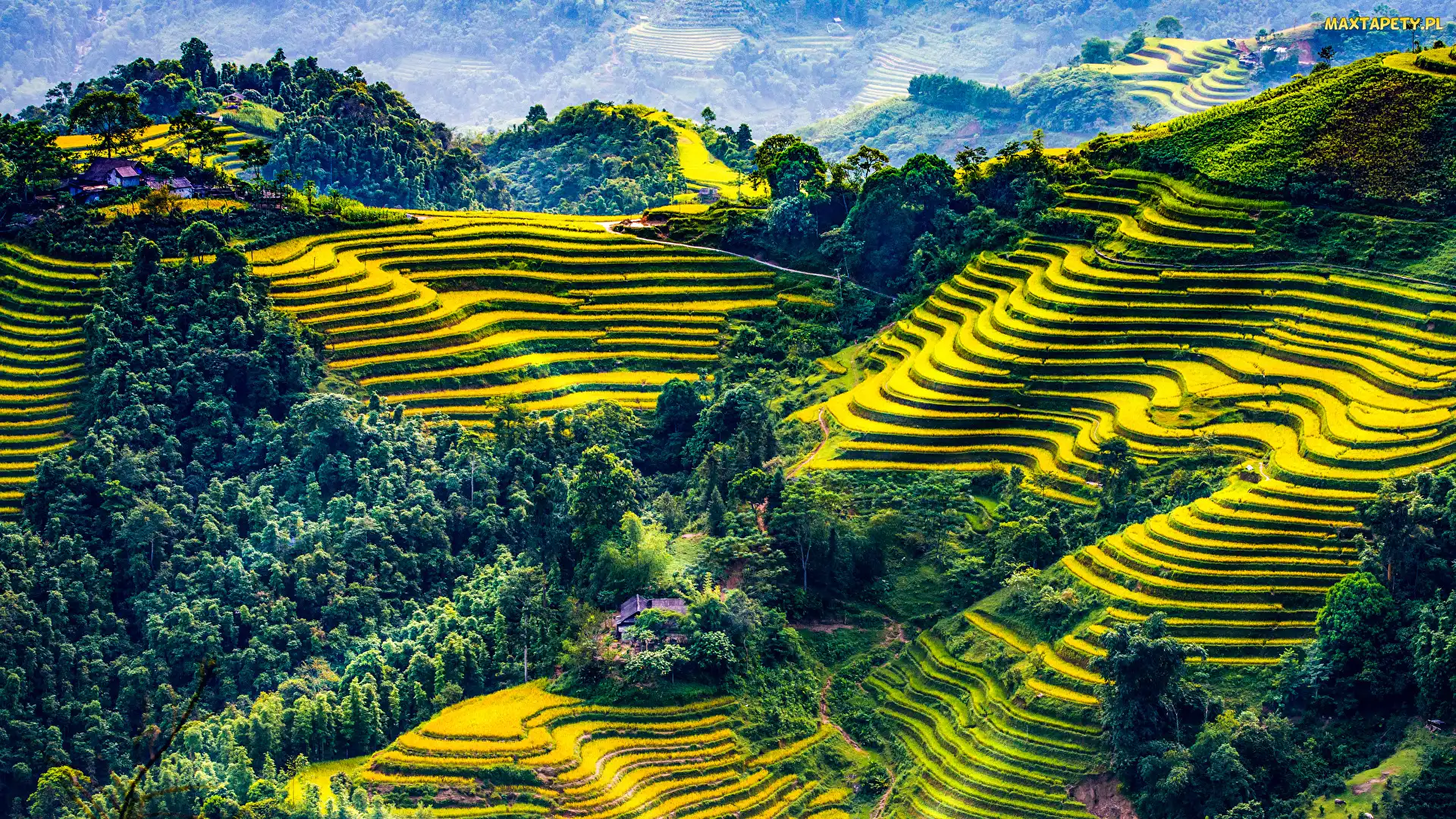 Drzewa, Wietnam, Prowincja Mu Cang Chai Hill, Tarasy rolne, Pola uprawne